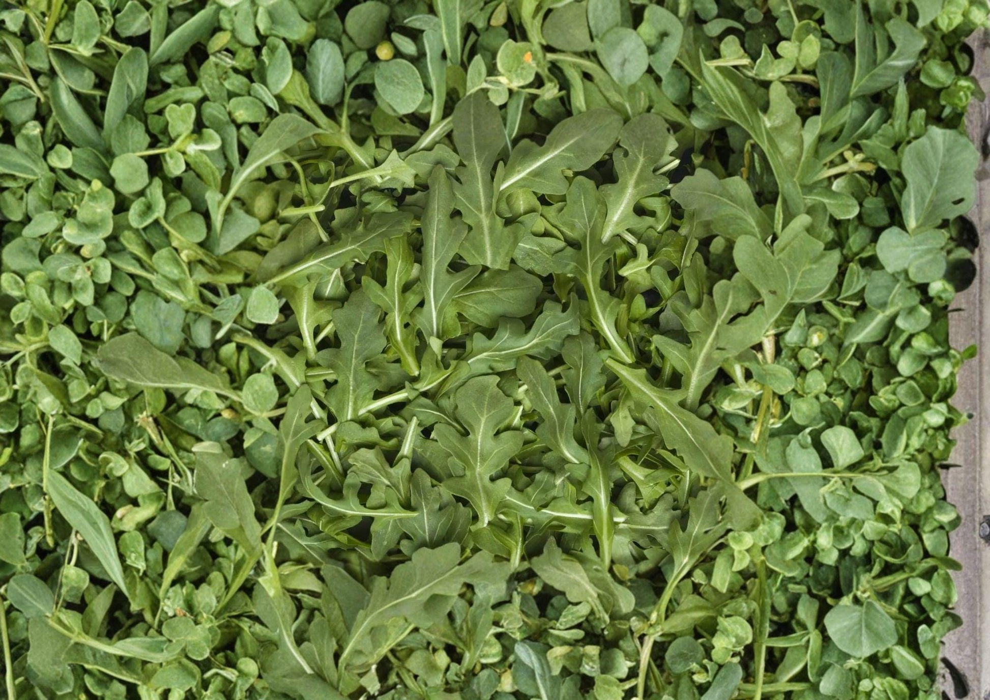 Arugula Herb Seeds - 500 Heirloom Seeds - Peppery Rocket Salad Greens - Fast Growing (Eruca sativa)