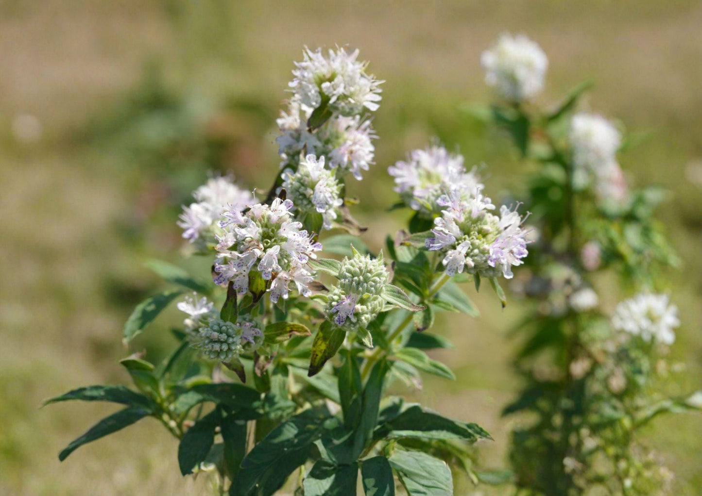 Hairy Mountain Mint Seeds - Aromatic Native Wildflower for Pollinator Gardens - Easy to Grow Herb (Pycnanthemum muticum)