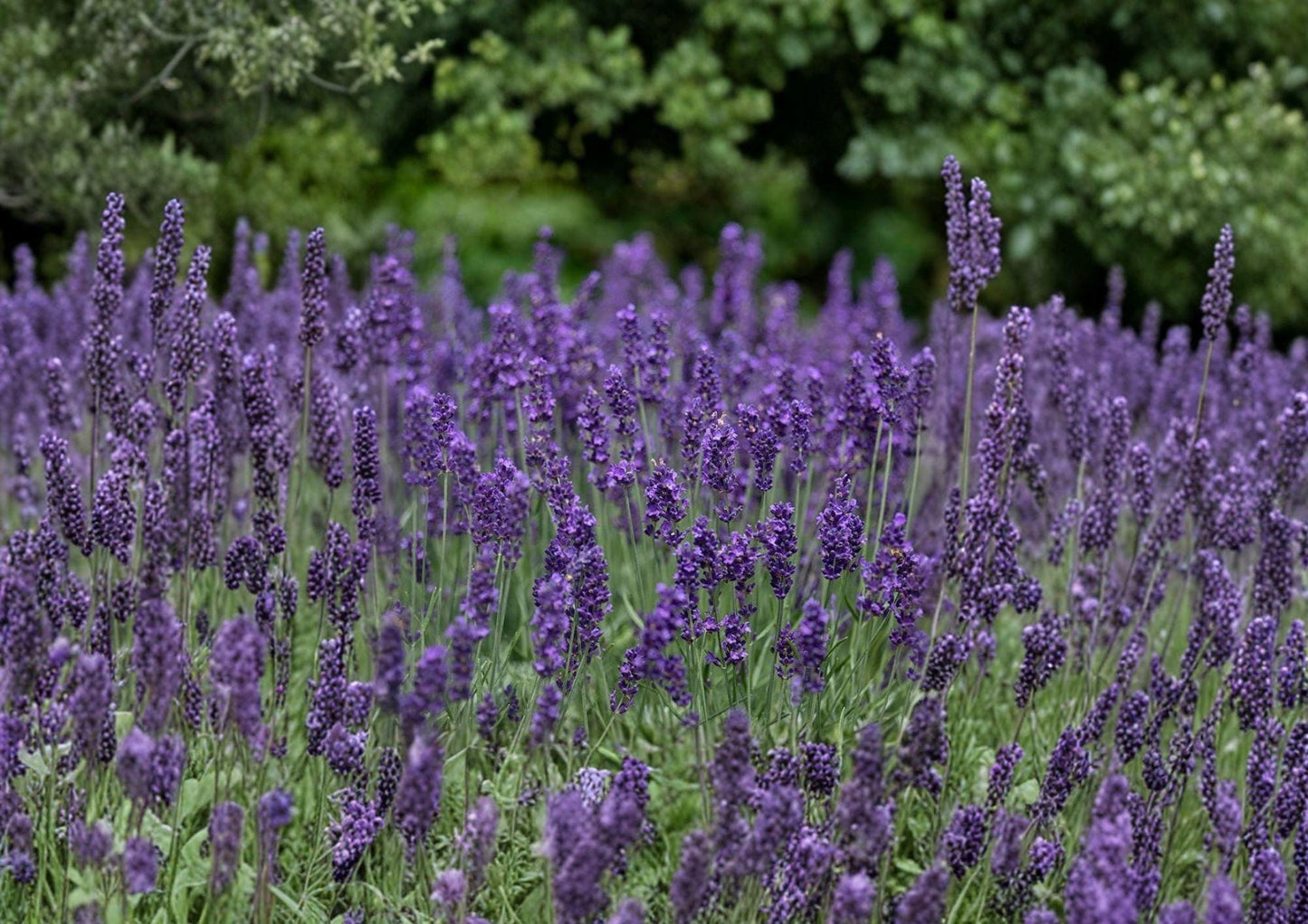 Vera Lavender Seeds - 100 Seeds Fragrant English Lavender (Lavandula angustifolia) Herb Plant - Bloom Haven Nursery