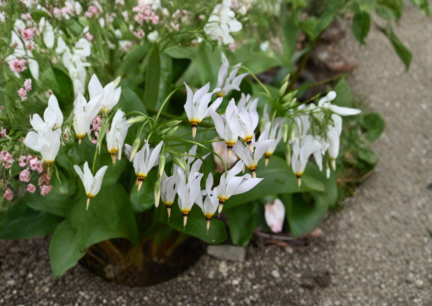 Midland Shooting Star Seeds - Pink Wildflower for Pollinator Gardens - Dodecatheon meadia - Native Plant Seed Pack