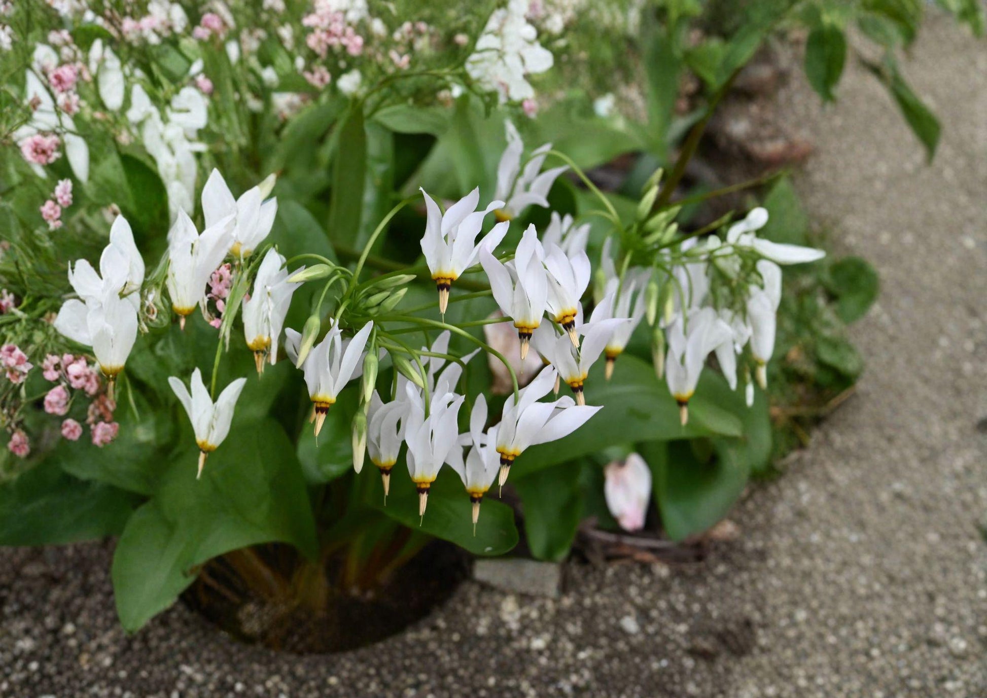 Midland Shooting Star Seeds - Pink Wildflower for Pollinator Gardens - Dodecatheon meadia - Native Plant Seed Pack