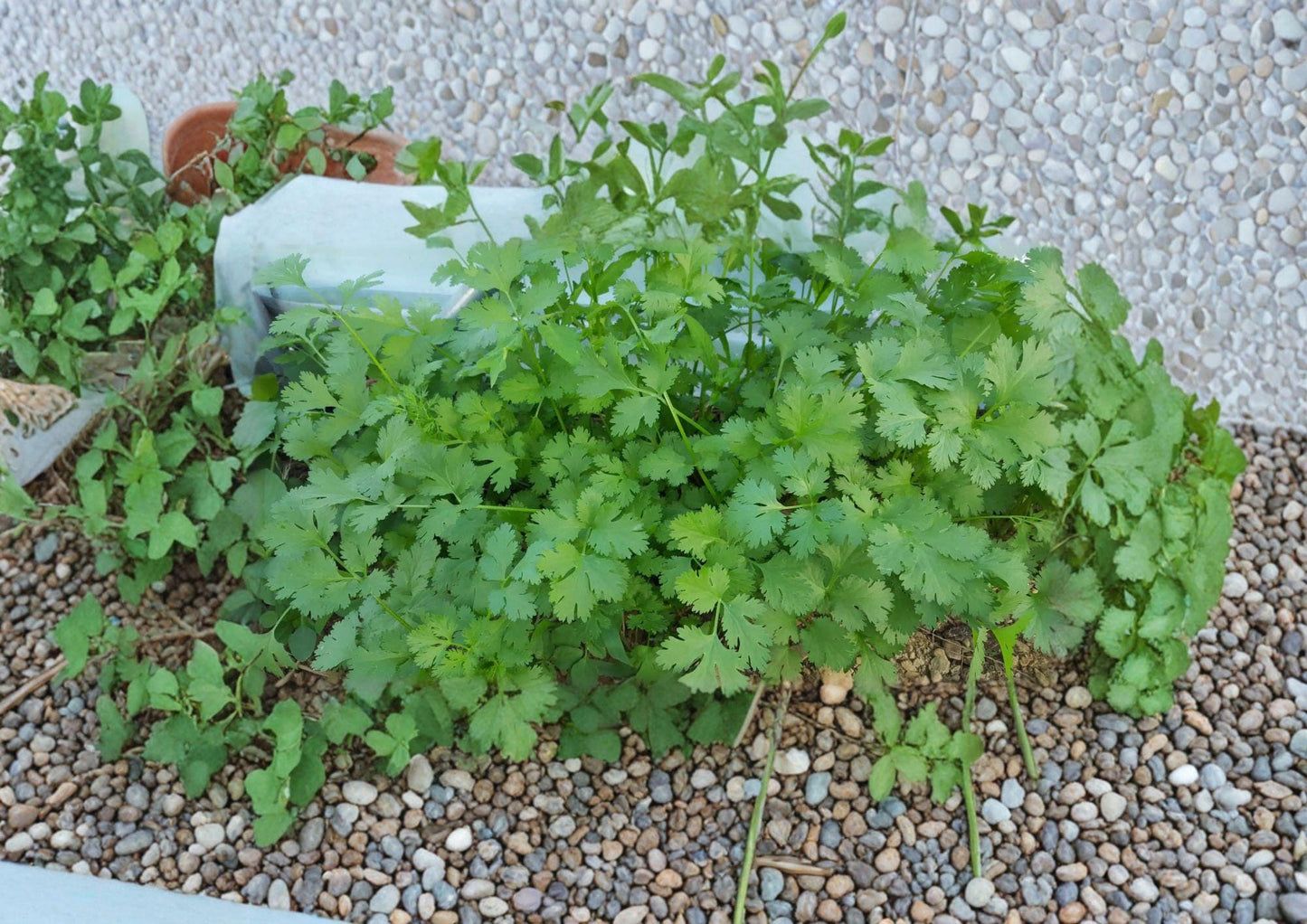 Cilantro Seeds 100 Count - Slow Bolt Aromatic Coriander - Fresh Harvest Quality - Coriandrum sativum