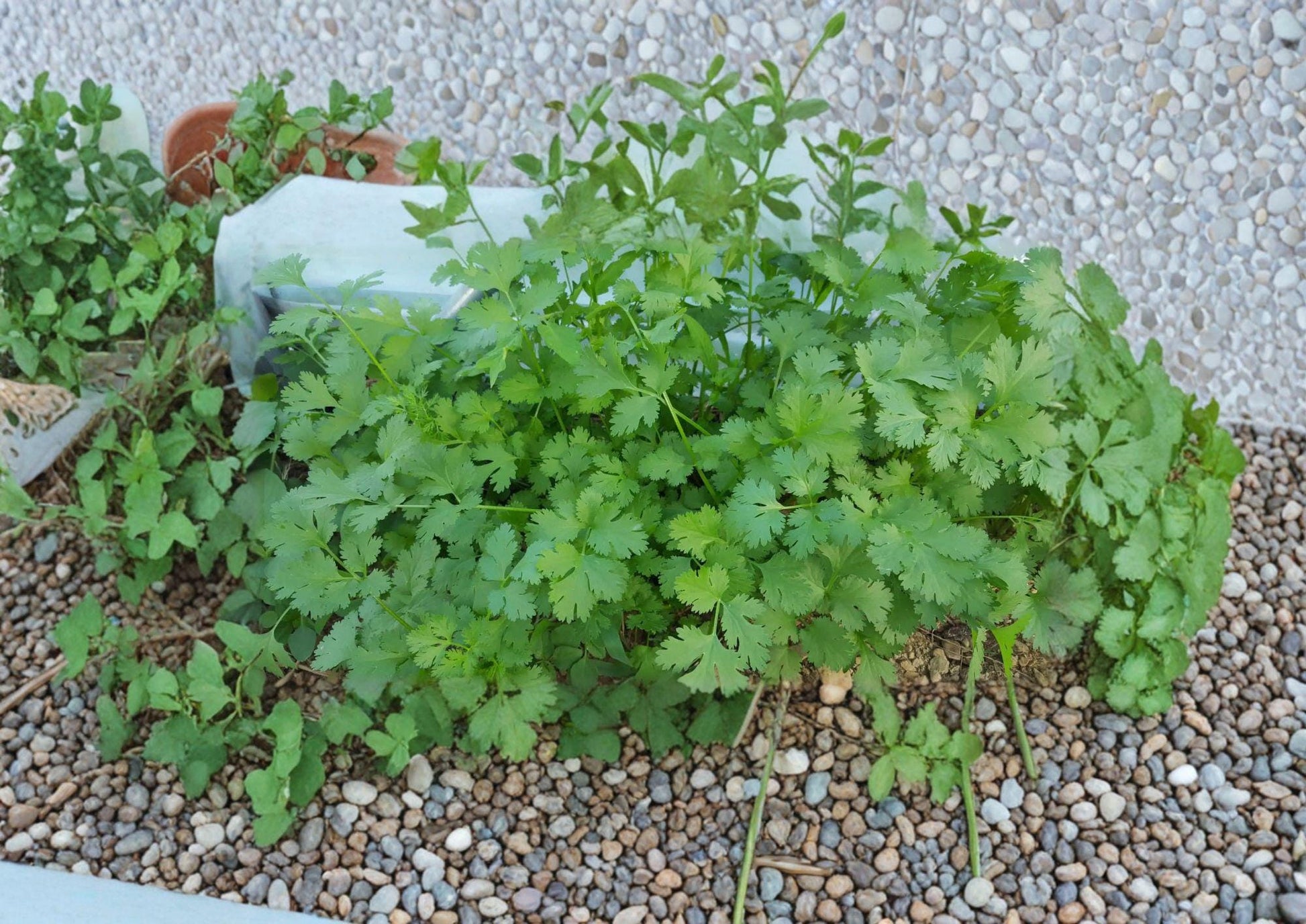 Cilantro Seeds 100 Count - Slow Bolt Aromatic Coriander - Fresh Harvest Quality - Coriandrum sativum