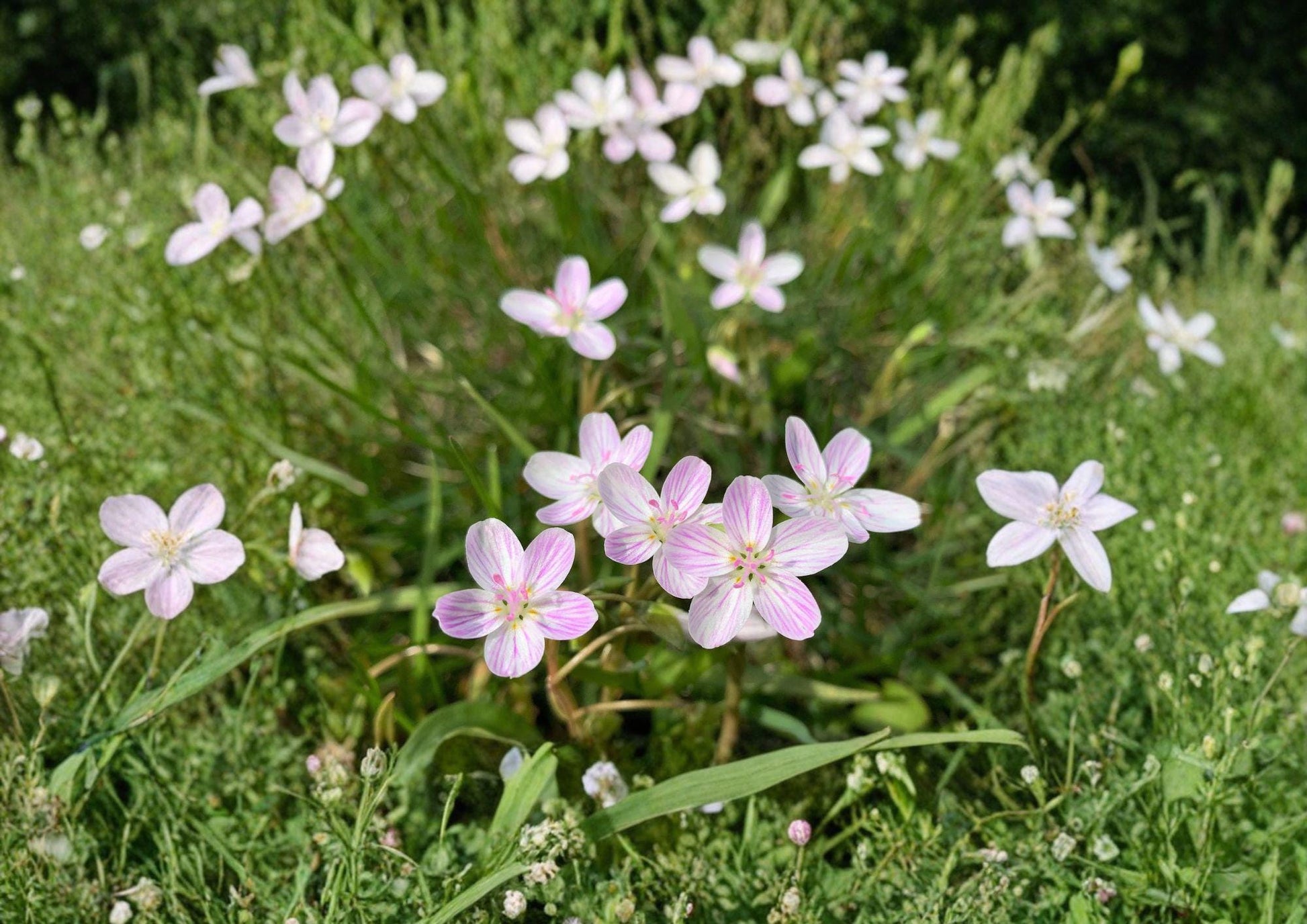 Claytonia Virginica Seeds - Spring Beauty Wildflower, Pink Striped Blooms - Native Woodland Plant, New Harvest Quality