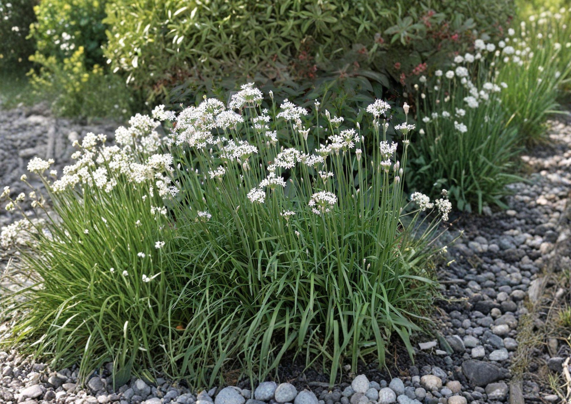 Garlic Chives Herb Seeds 100 Seeds Non-GMO Aromatic Culinary Plant Allium tuberosum Perennial Garden Herb
