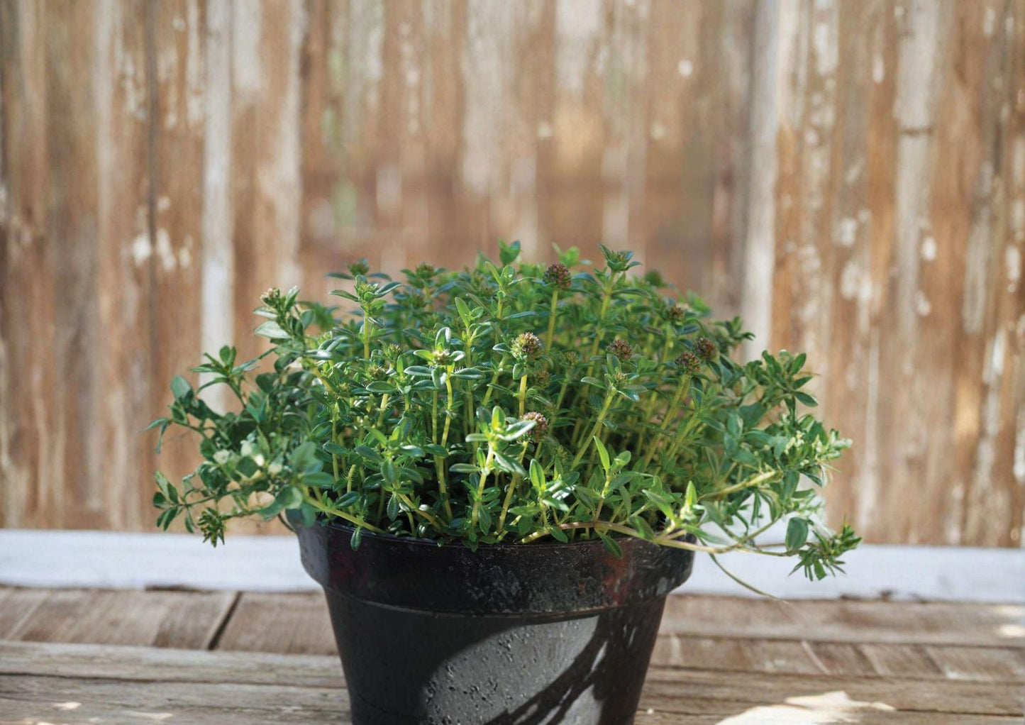 Summer Savory Herb Seeds 500 Count - Aromatic Culinary Annual - Satureja hortensis - Fast Growing