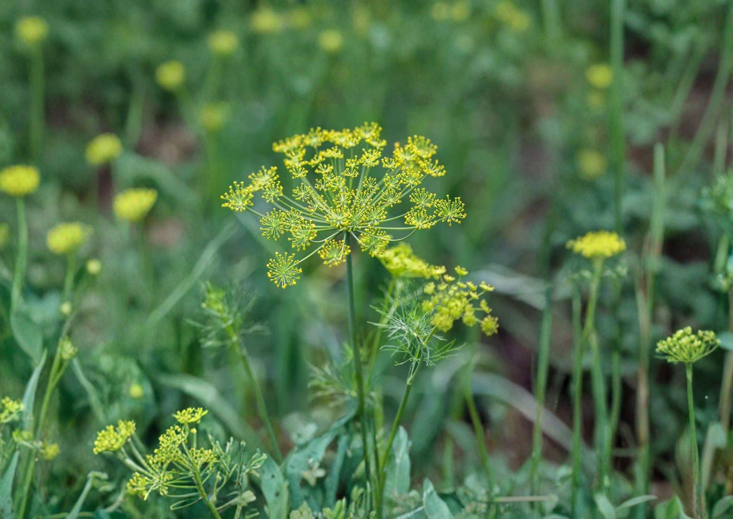 Caraway Herb Seeds 300 Seeds Heirloom Aromatic Culinary Plant Carum carvi Easy to Grow