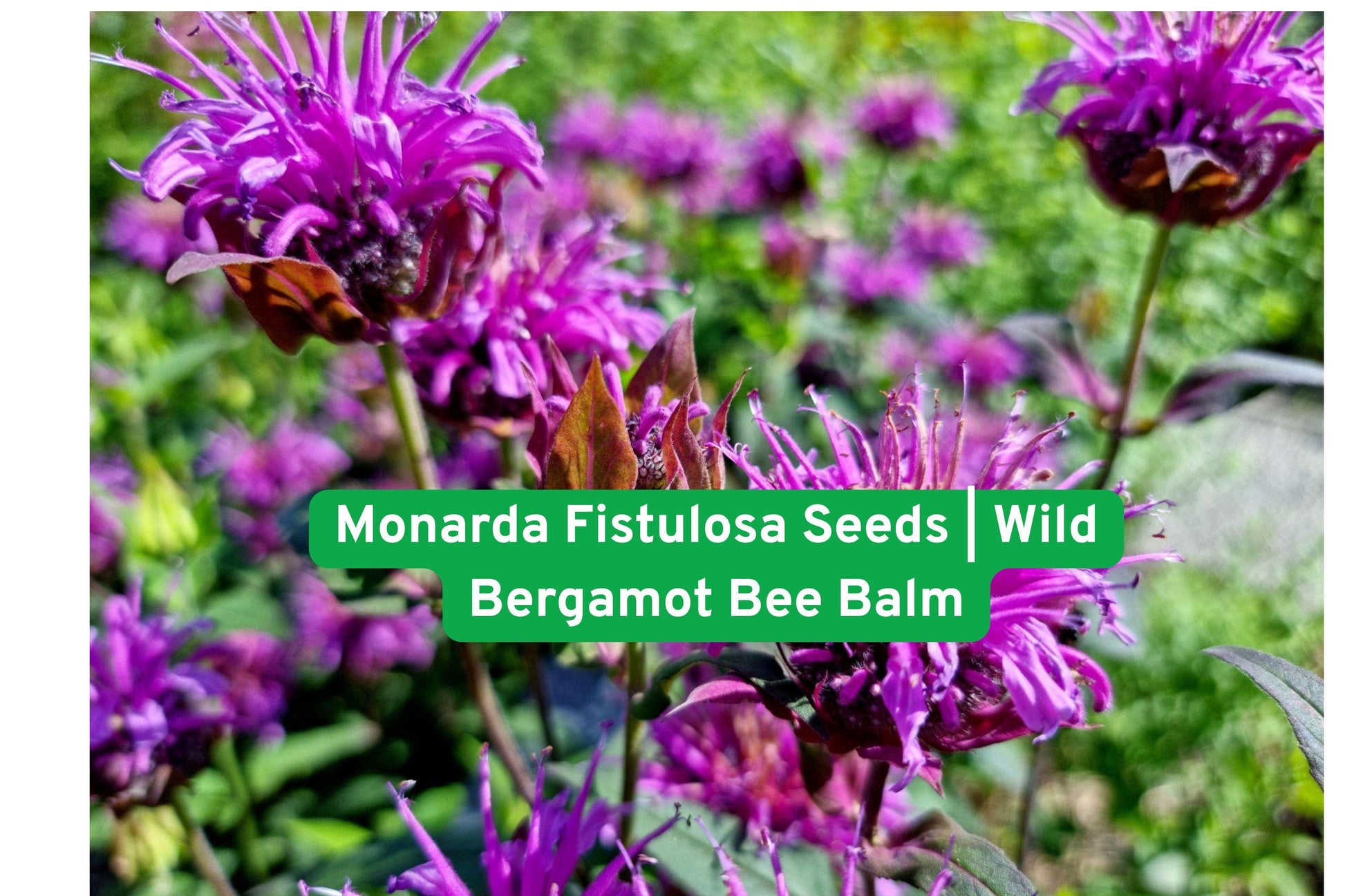 Wildflower Seeds | Monarda Fistulosa | Lavender Bee Balm | Native Pollinator Plant for Prairie Gardens