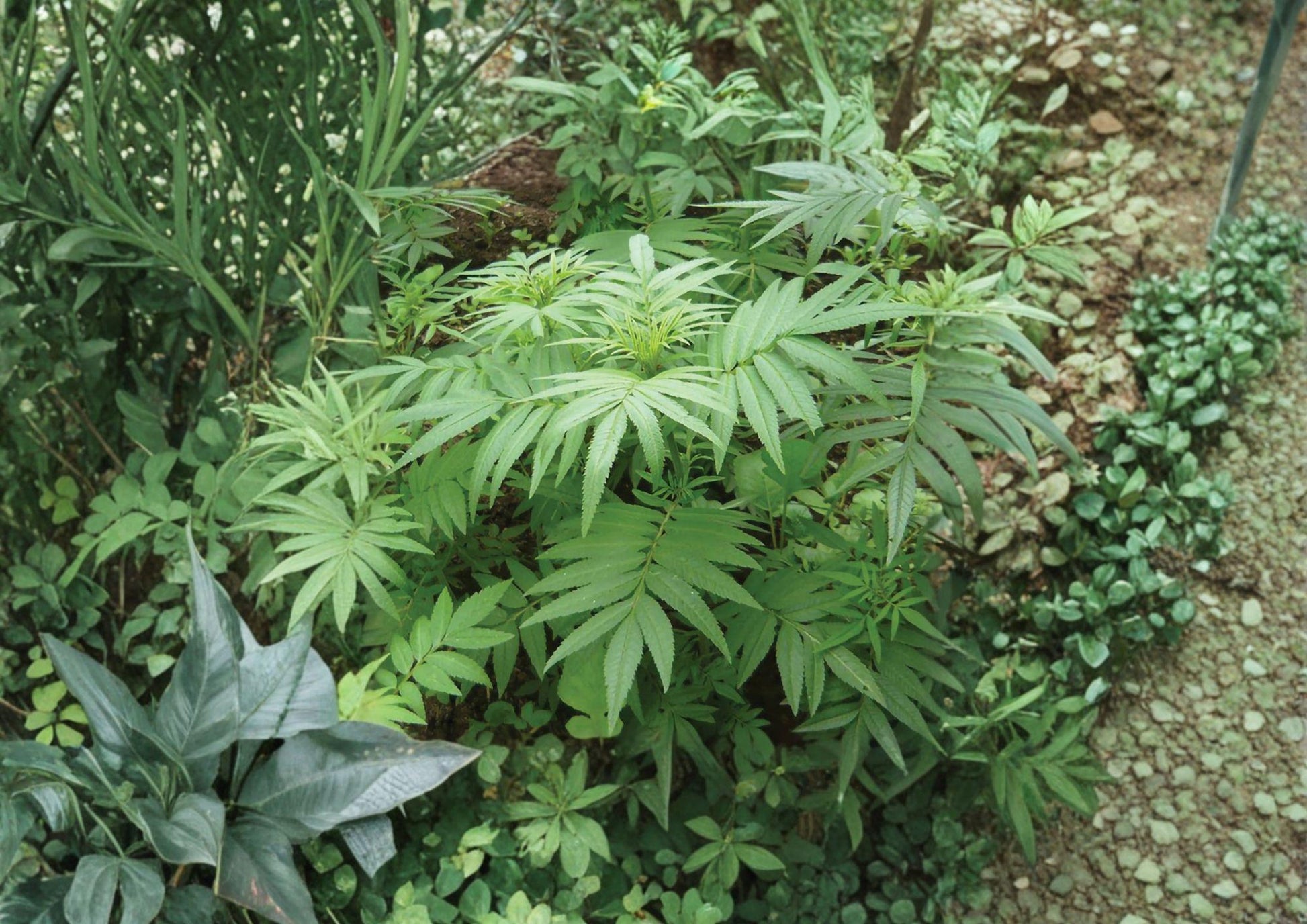 Black Mint Huacatay Seeds - Aromatic Peruvian Culinary Herb (100 Seeds) - Perilla frutescens - Bloomhaven Nursery
