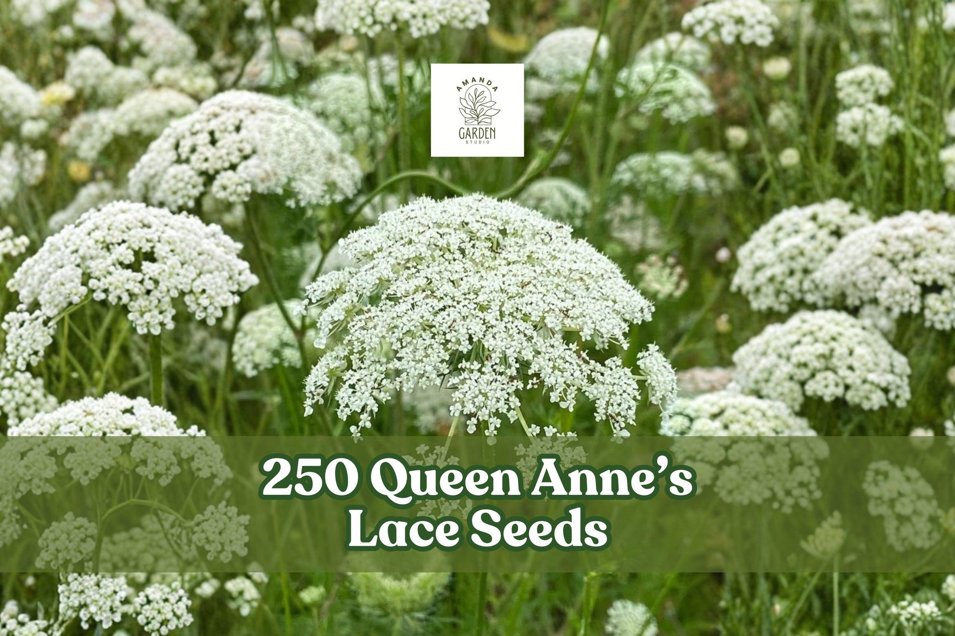 Queen Anne's Lace Seeds - 250 Count - Daucus carota Wildflower - White Lacy Flowers for Cottage Gardens and Meadows