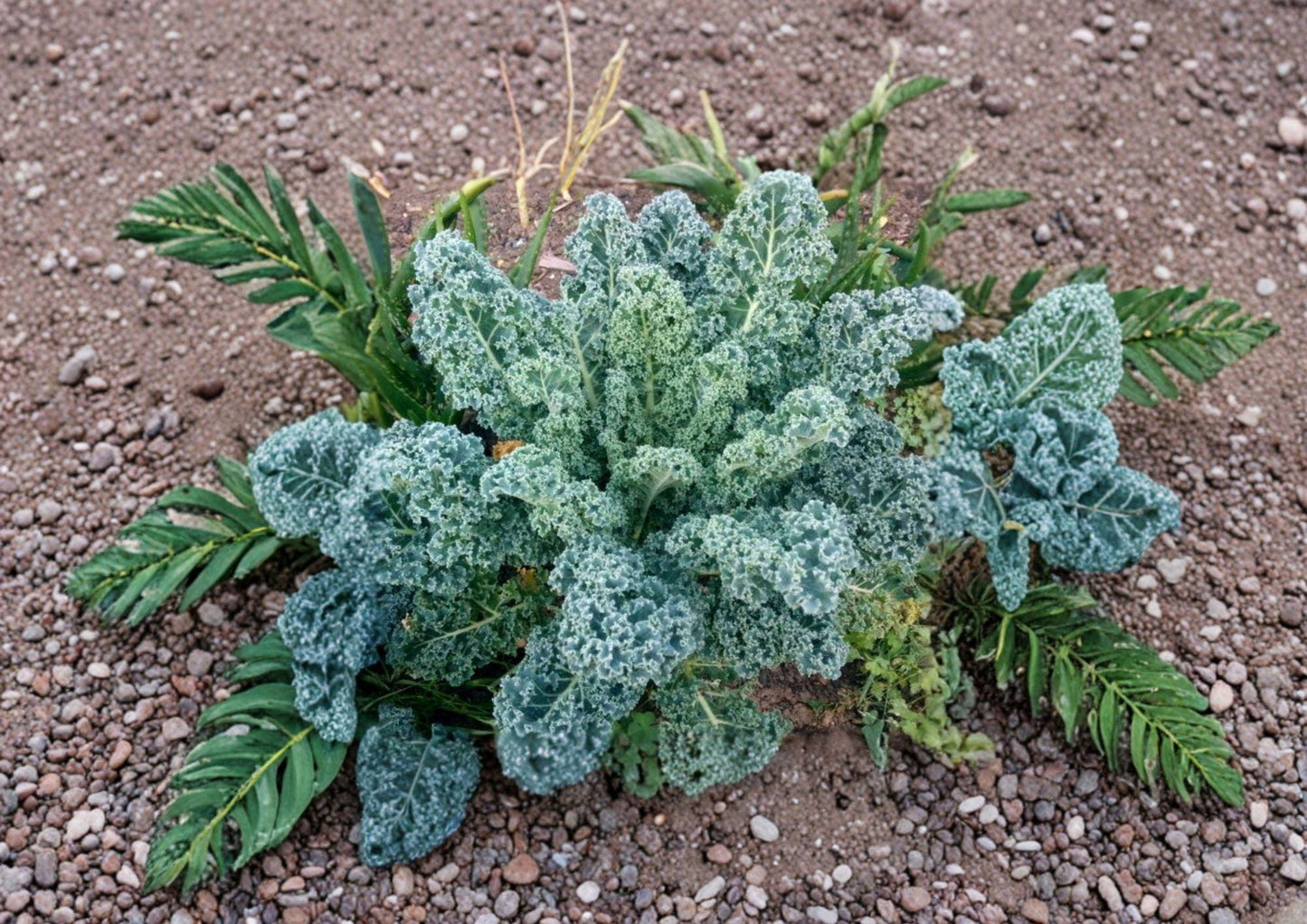 Dwarf Blue Scotch Kale Seeds - Heirloom Curly Leaf, Cold Hardy Vegetable Garden Plant - Brassica oleracea
