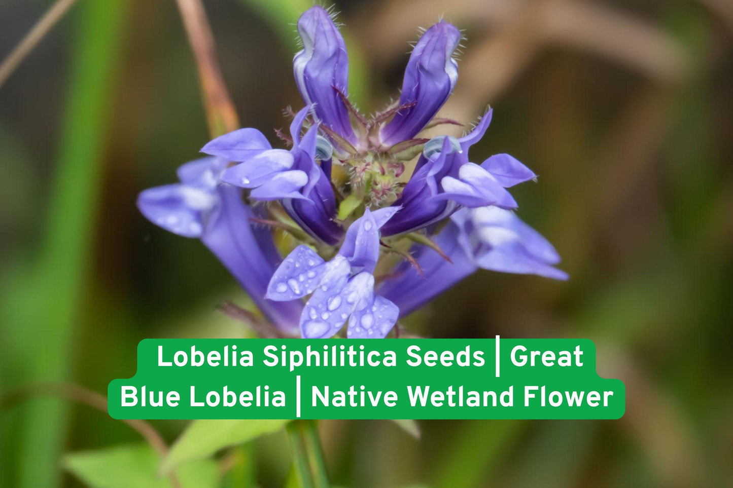 Lobelia Seeds | Blue Wetland Flower | Great Blue Lobelia | Lobelia siphilitica | Native Pollinator Plant
