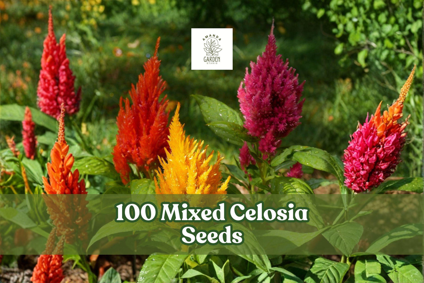 Mixed Celosia Seeds - 100 Count Pampas Plume - Vibrant Annual Flowers for Garden & Containers - Celosia