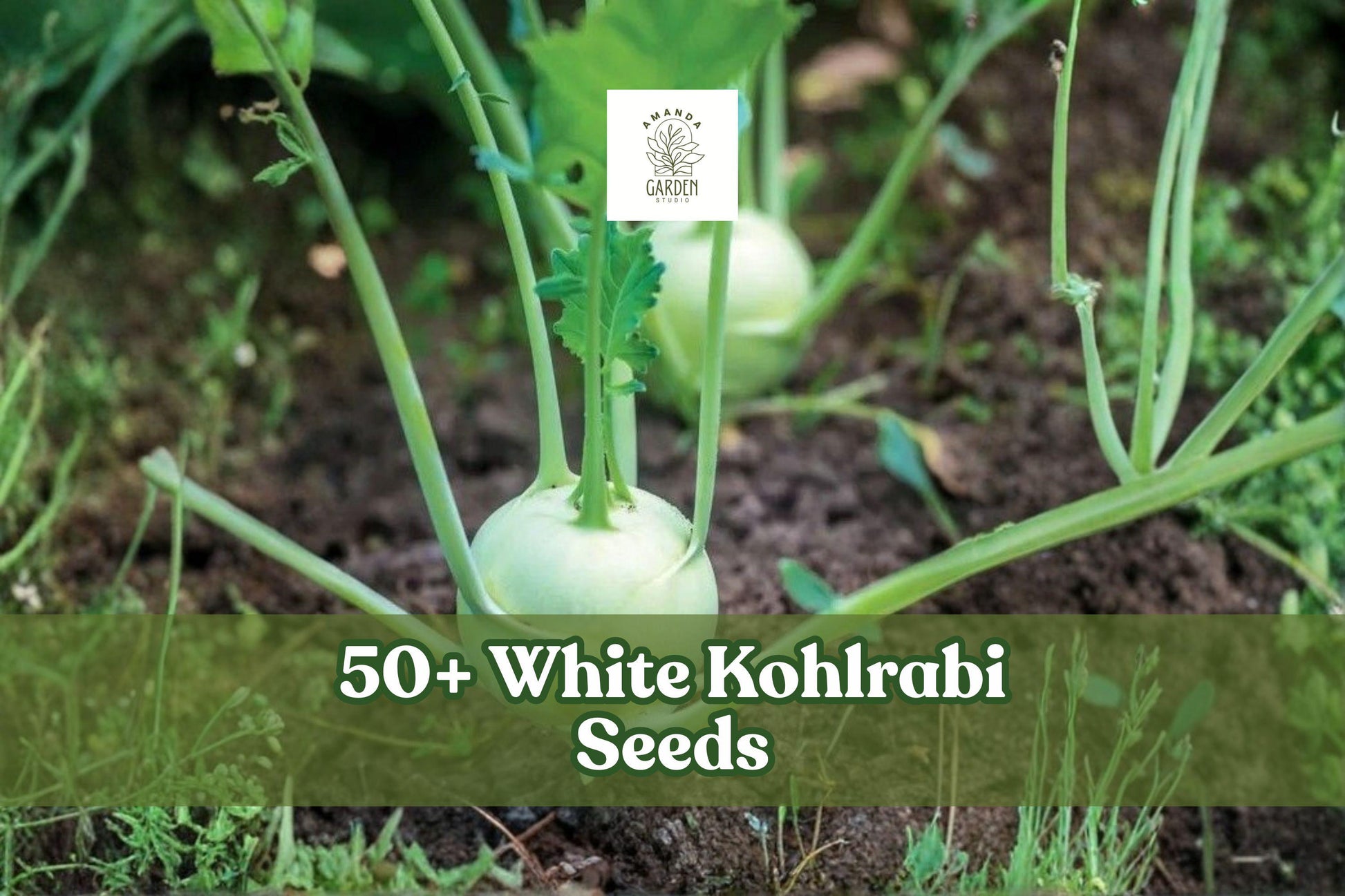 Kohlrabi Seeds - 50+ Beas White Variety - Brassica oleracea - Cool-Season Vegetable for Gardens and Raised Beds