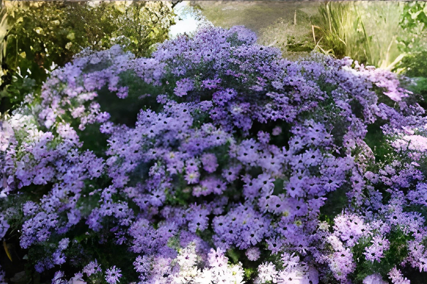 Aromatic Aster Seeds (100) - Purple-Blue Flowers, Hardy Native Perennial, Symphyotrichum oblongifolium, Fragrant Foliage