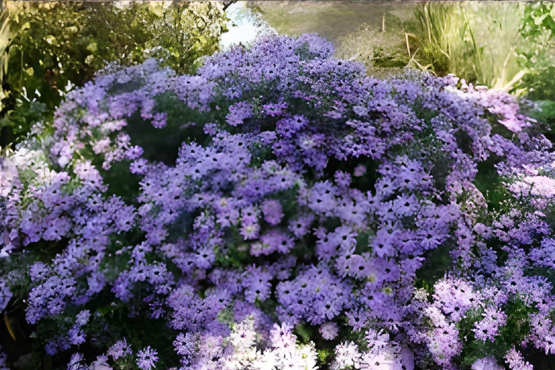 Aromatic Aster Seeds (100) - Purple-Blue Flowers, Hardy Native Perennial, Symphyotrichum oblongifolium, Fragrant Foliage