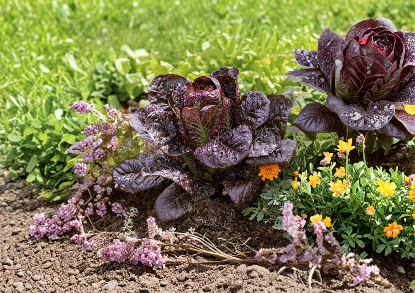 Red Romaine Lettuce Seeds, Heirloom Crisp Burgundy Leaf, Vegetable Seeds (1000 Count), Fast Growing - Lactuca sativa
