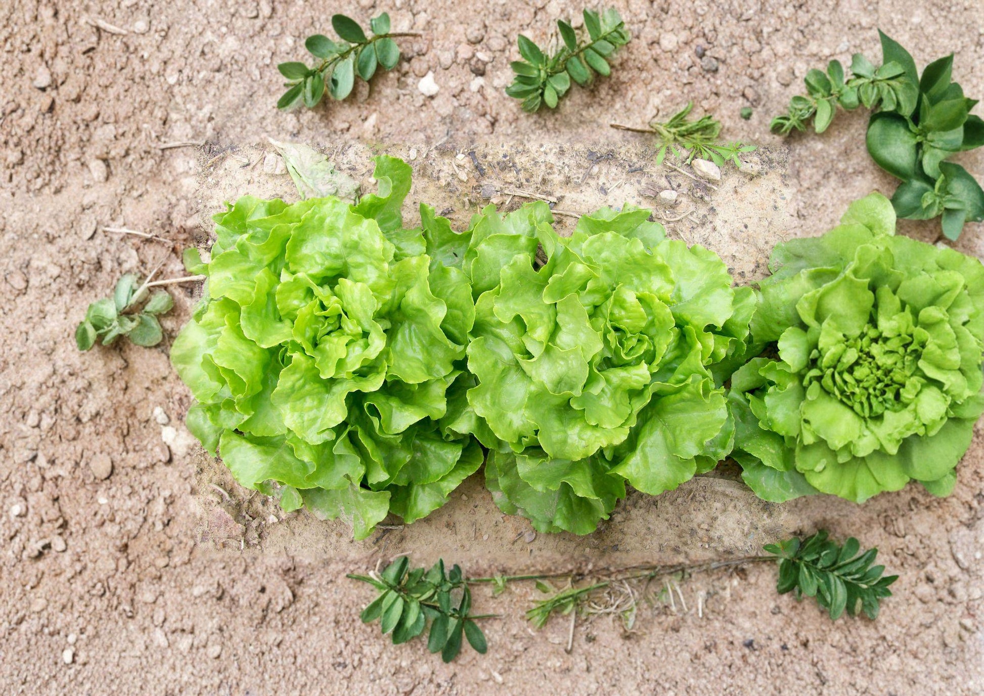 Bibb Butterhead Lettuce Seeds - Heirloom Non-GMO Vegetable Garden Greens - 1000 Seeds - Easy to Grow (Lactuca sativa)