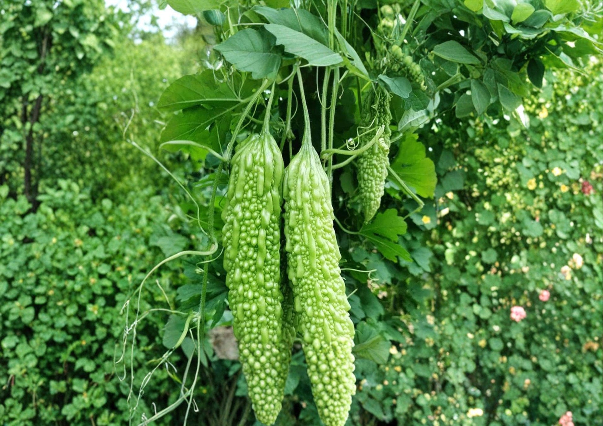 Dark Jade Hybrid Bitter Melon Seeds – 5 Climbing Vine Vegetable Seeds – Momordica charantia – Easy to Grow