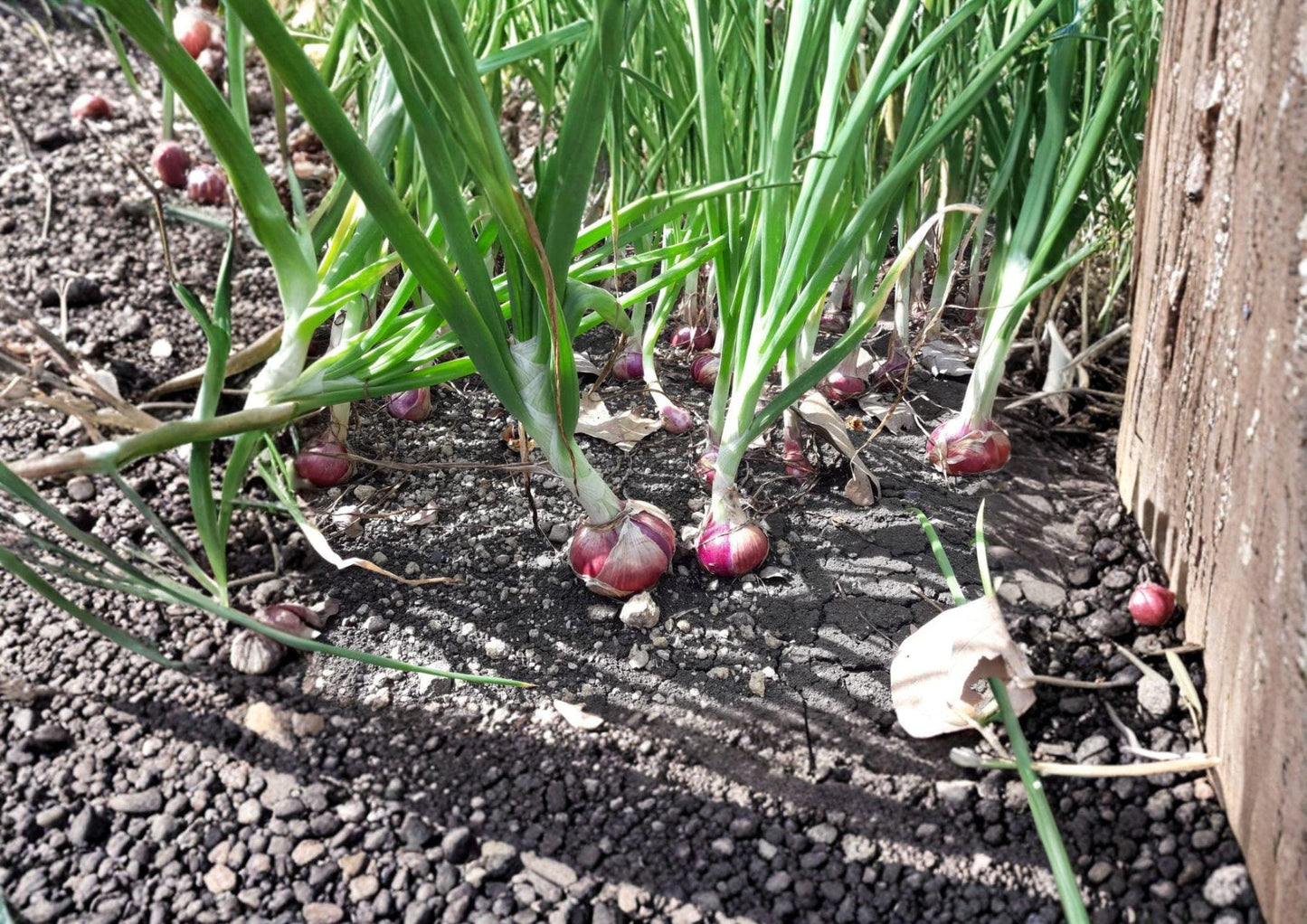 Red Burgundy Onion Seeds - Heirloom Vegetable for Warm Climates - Fast Growing Allium cepa
