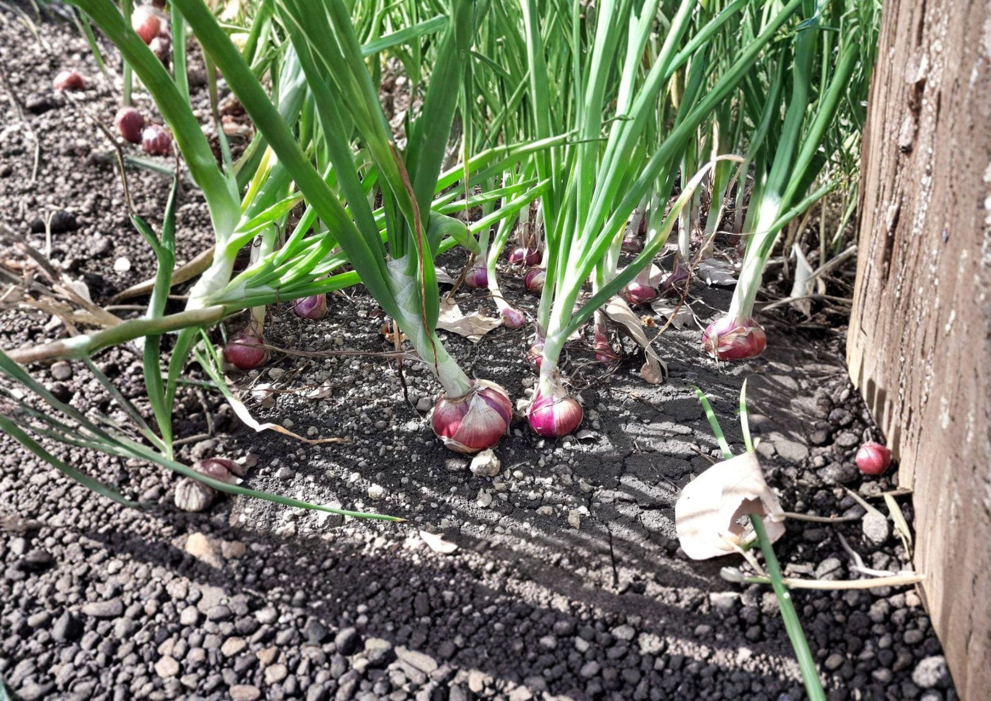 Red Burgundy Onion Seeds - Heirloom Vegetable for Warm Climates - Fast Growing Allium cepa