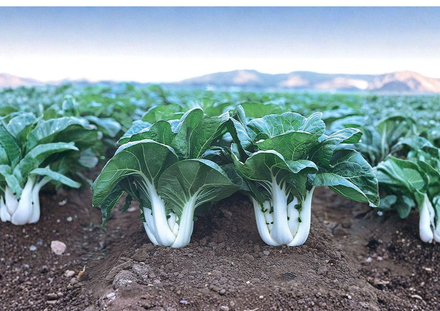 Dwarf Pak Choi Seeds - Heirloom Baby Bok Choy - Fast Growing Asian Greens - Brassica rapa subsp. chinensis