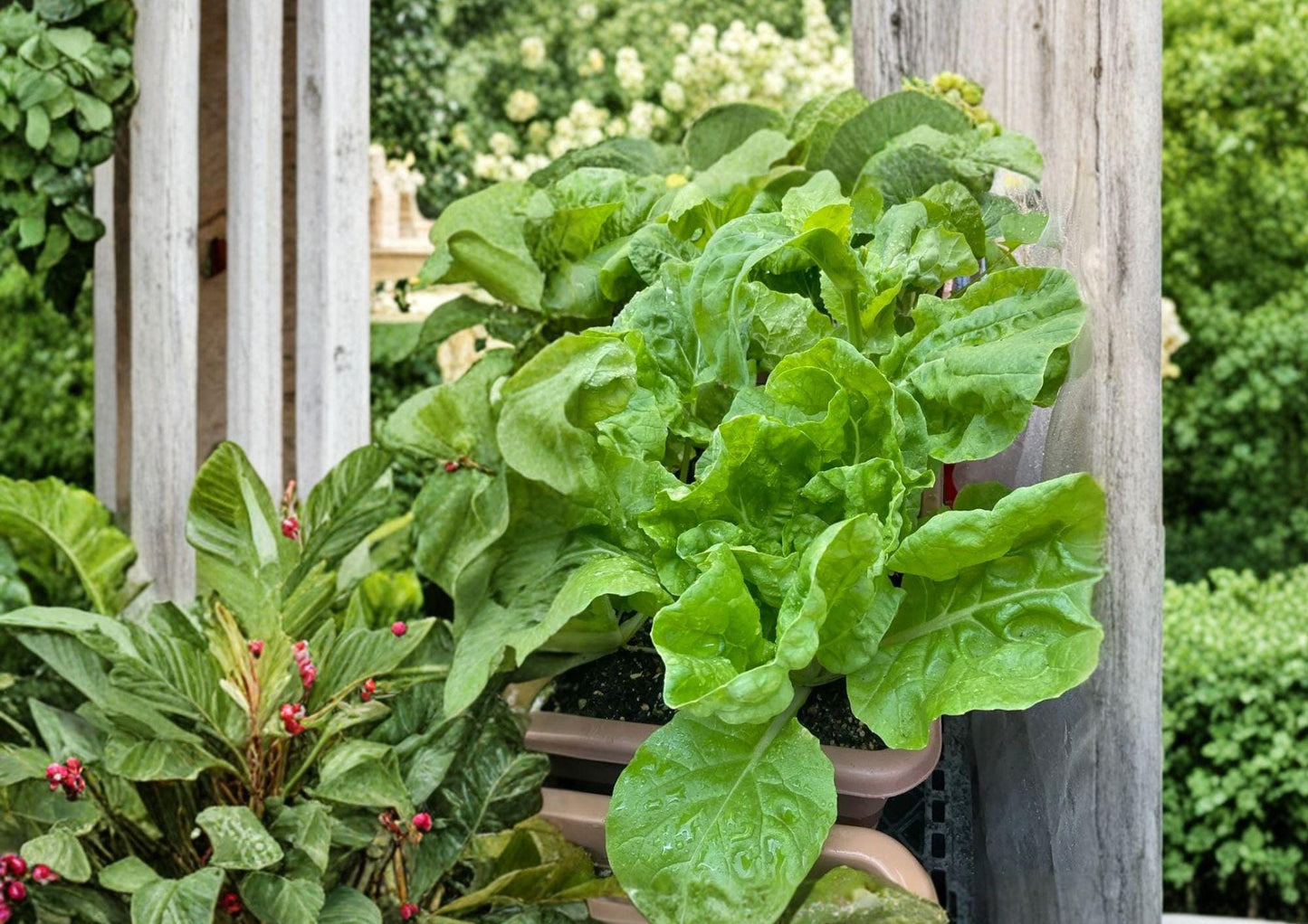 Frilly Leaf Pak Choi Seeds - 100 Hybrid Asian Vegetable Seeds - Brassica rapa var. chinensis