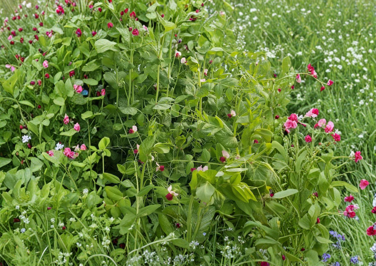 Dwarf Sugar Grey Snow Pea Seeds - Heirloom Vegetable Seeds - Compact Garden Plant - Pisum sativum