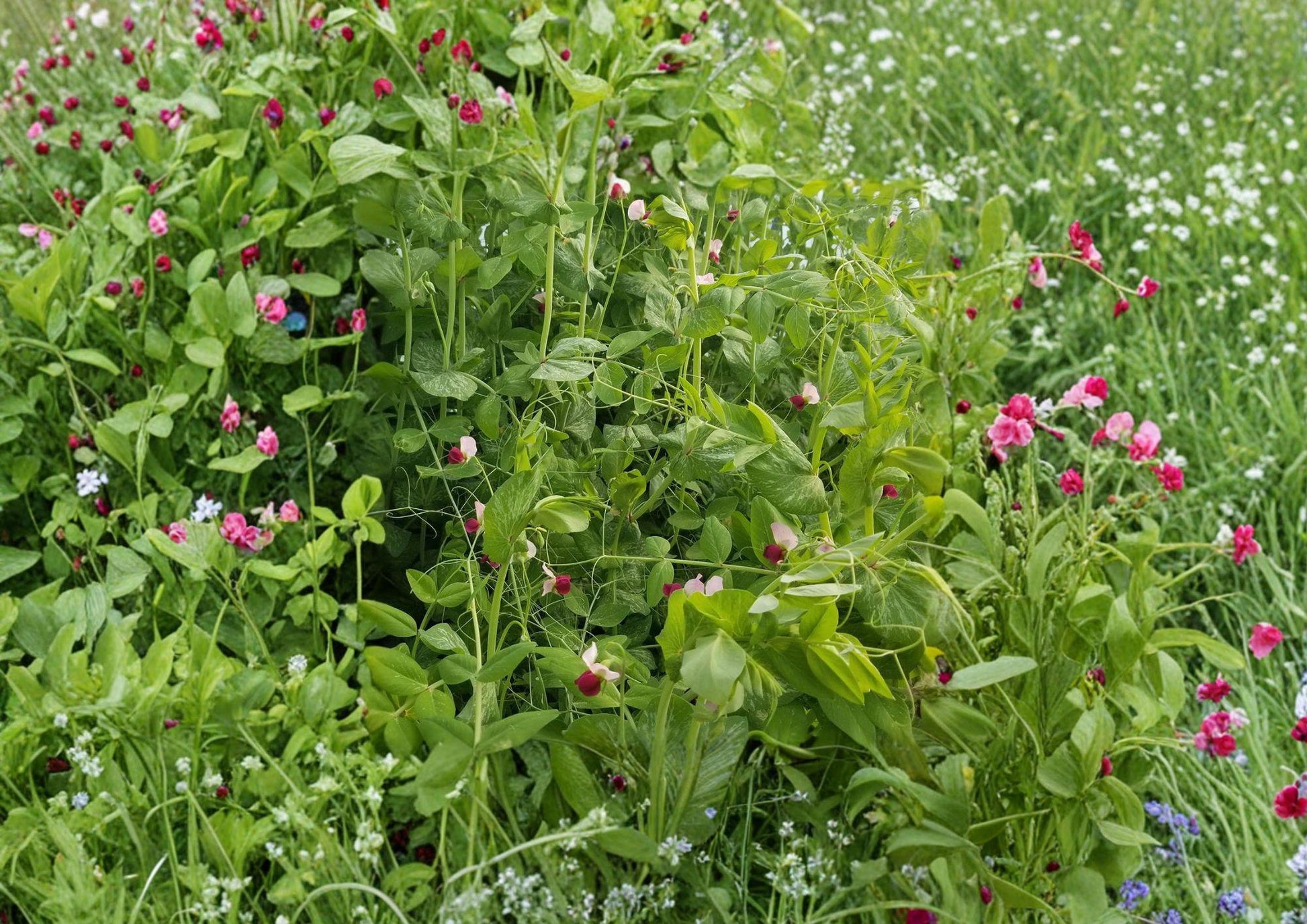 Dwarf Sugar Grey Snow Pea Seeds - Heirloom Vegetable Seeds - Compact Garden Plant - Pisum sativum