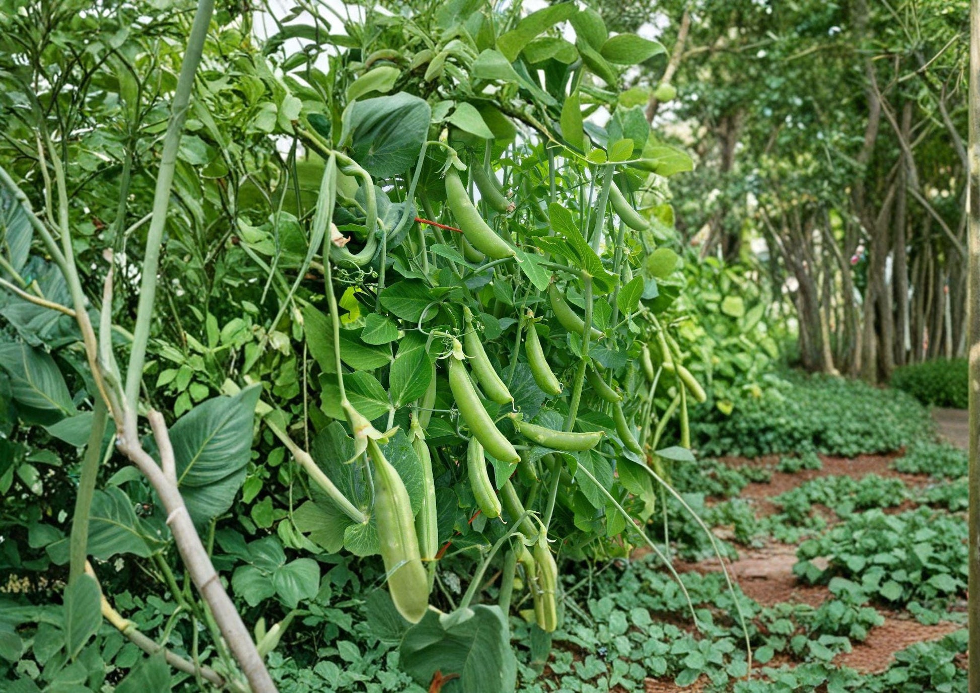 Heirloom Sugar Snap Pea Seeds - 50 Organic Edible Pod Vegetable Seeds, Perfect for Garden Growing, Pisum sativum