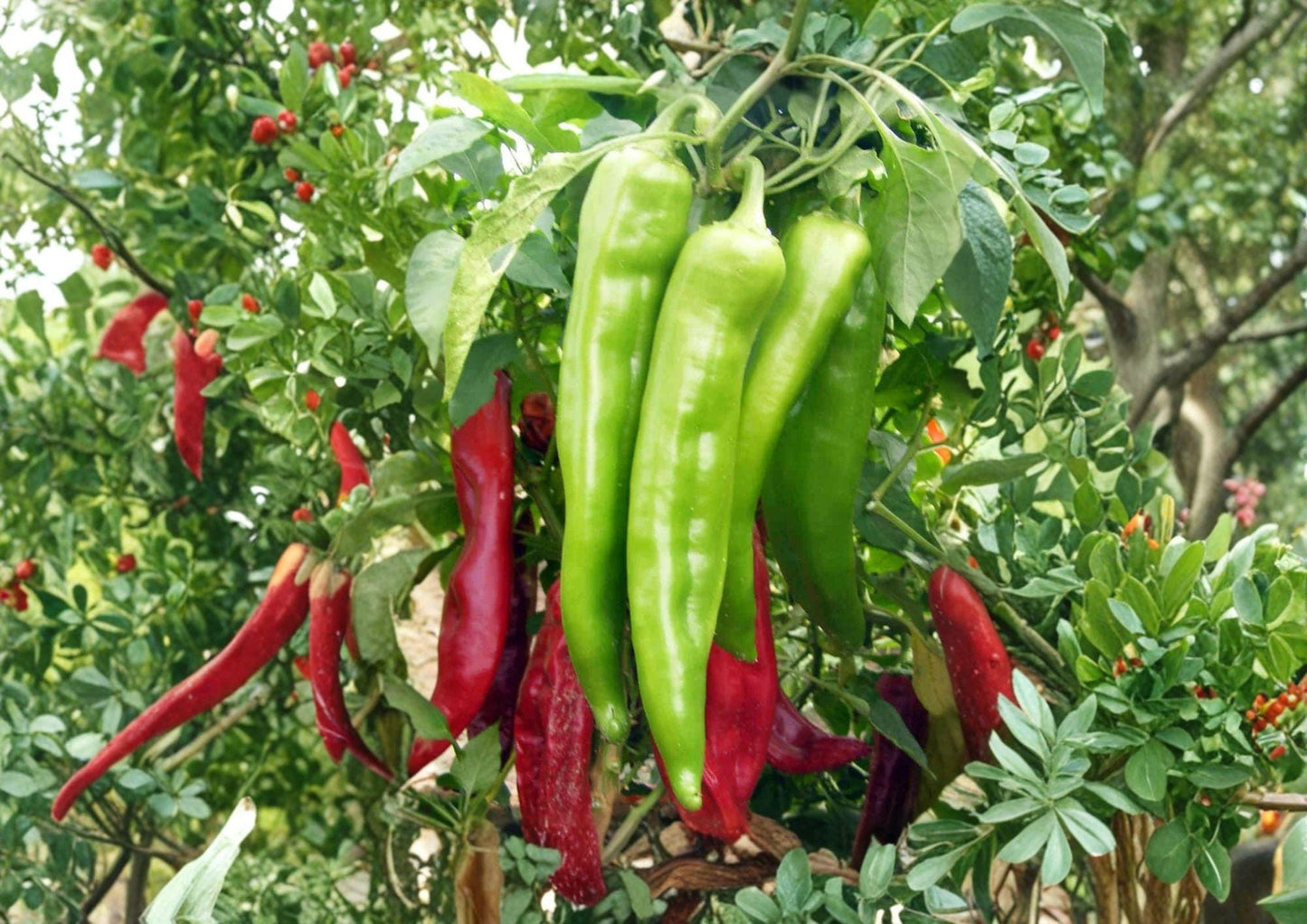 Hatch Big Jim Chili Pepper Seeds - 25 Heirloom Vegetable Seeds, Mild Heat Peppers - Capsicum annuum