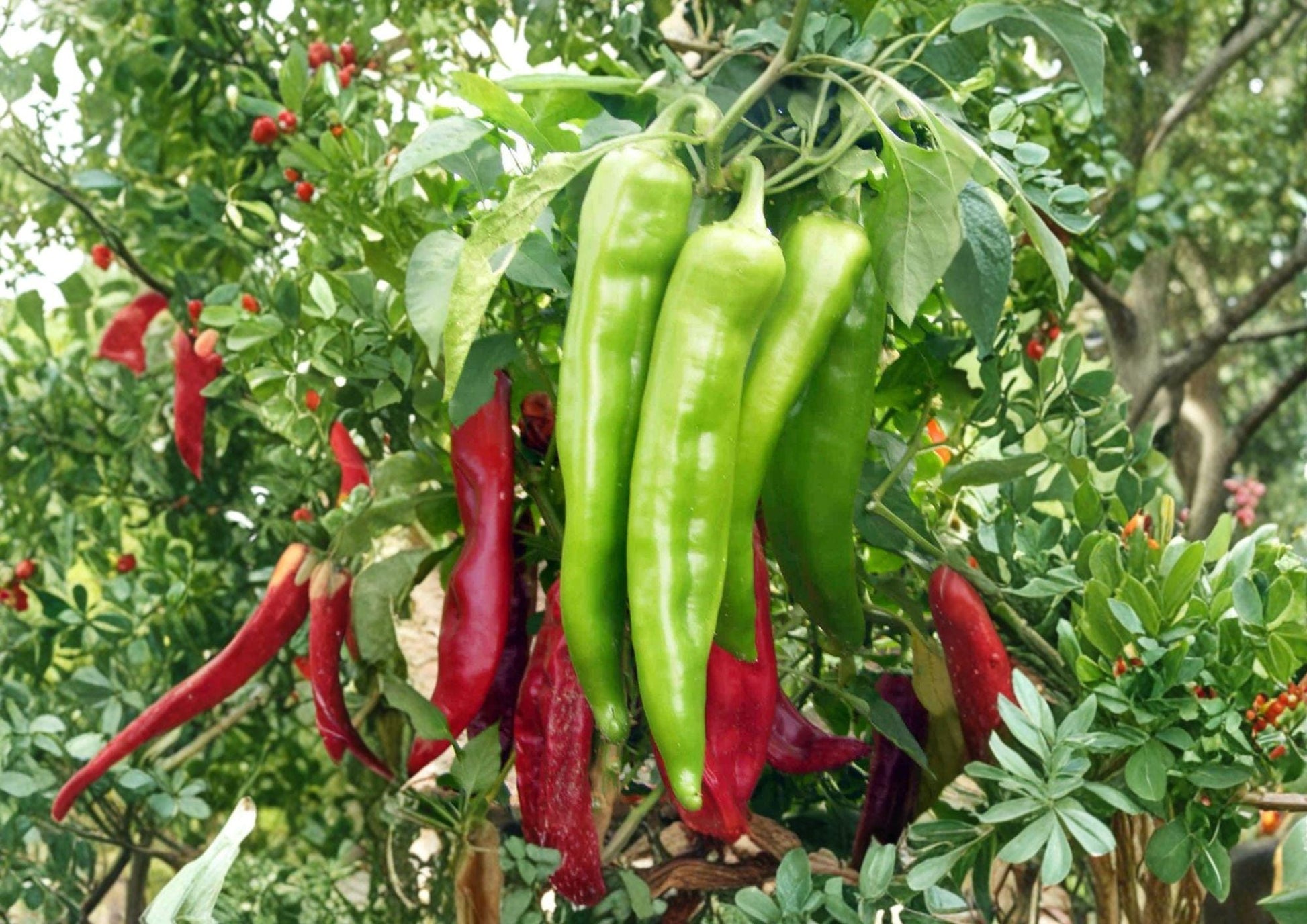 Hatch Big Jim Chili Pepper Seeds - 25 Heirloom Vegetable Seeds, Mild Heat Peppers - Capsicum annuum