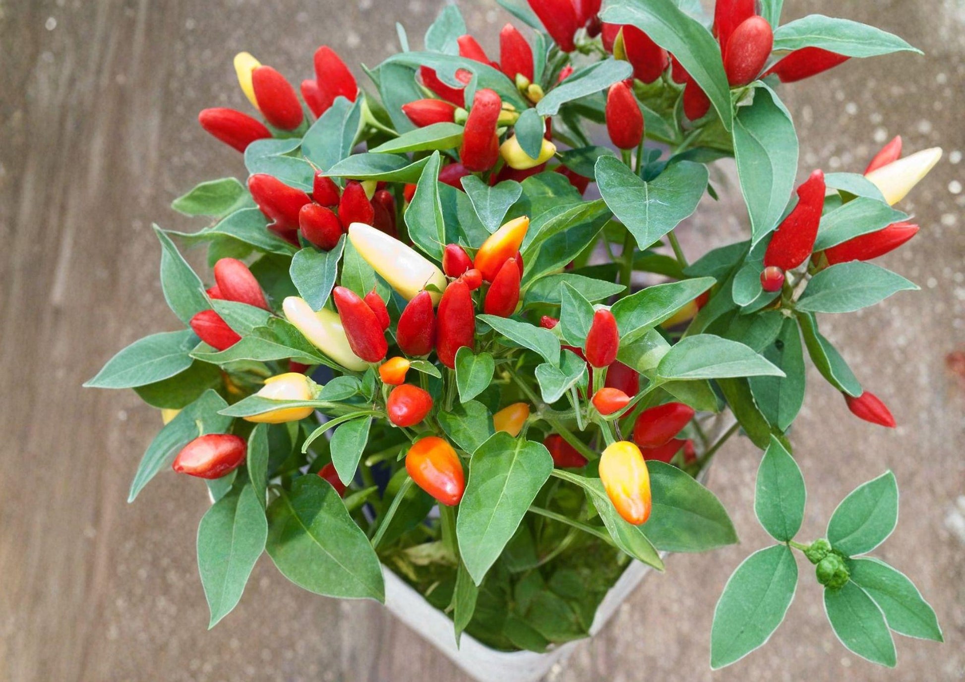 Chile Piquin Hot Pepper Seeds - 25 Heirloom Seeds for Fiery Peppers - Capsicum annuum