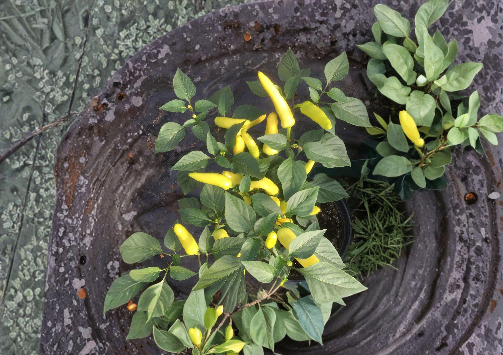 Hungarian Yellow Wax Pepper Seeds - 25 Heirloom Chili Seeds, Medium Heat, Capsicum annuum