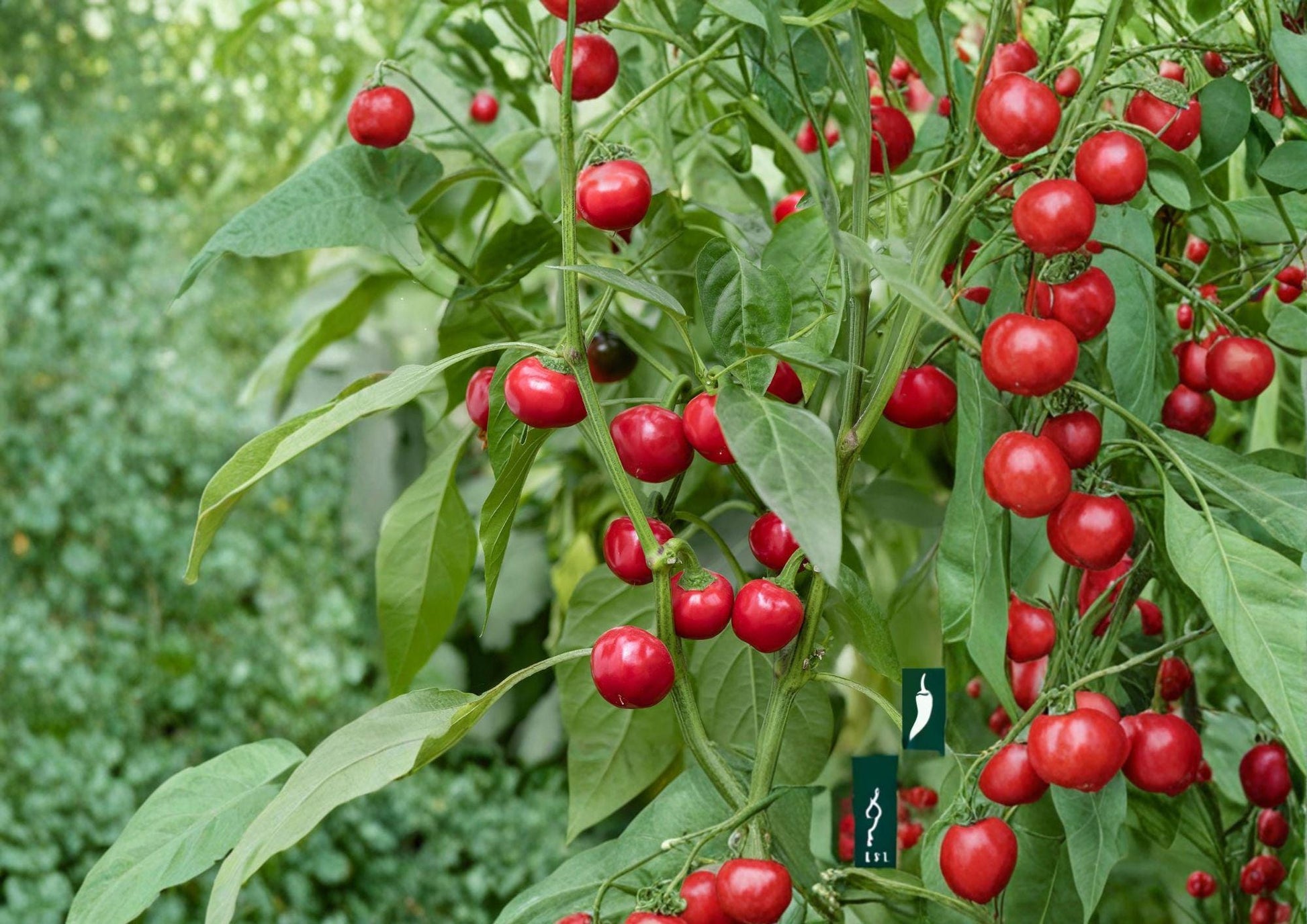 Large Cherry Hot Pepper Seeds - 25 Heirloom Chili Seeds for Spicy Red Peppers - Capsicum annuum
