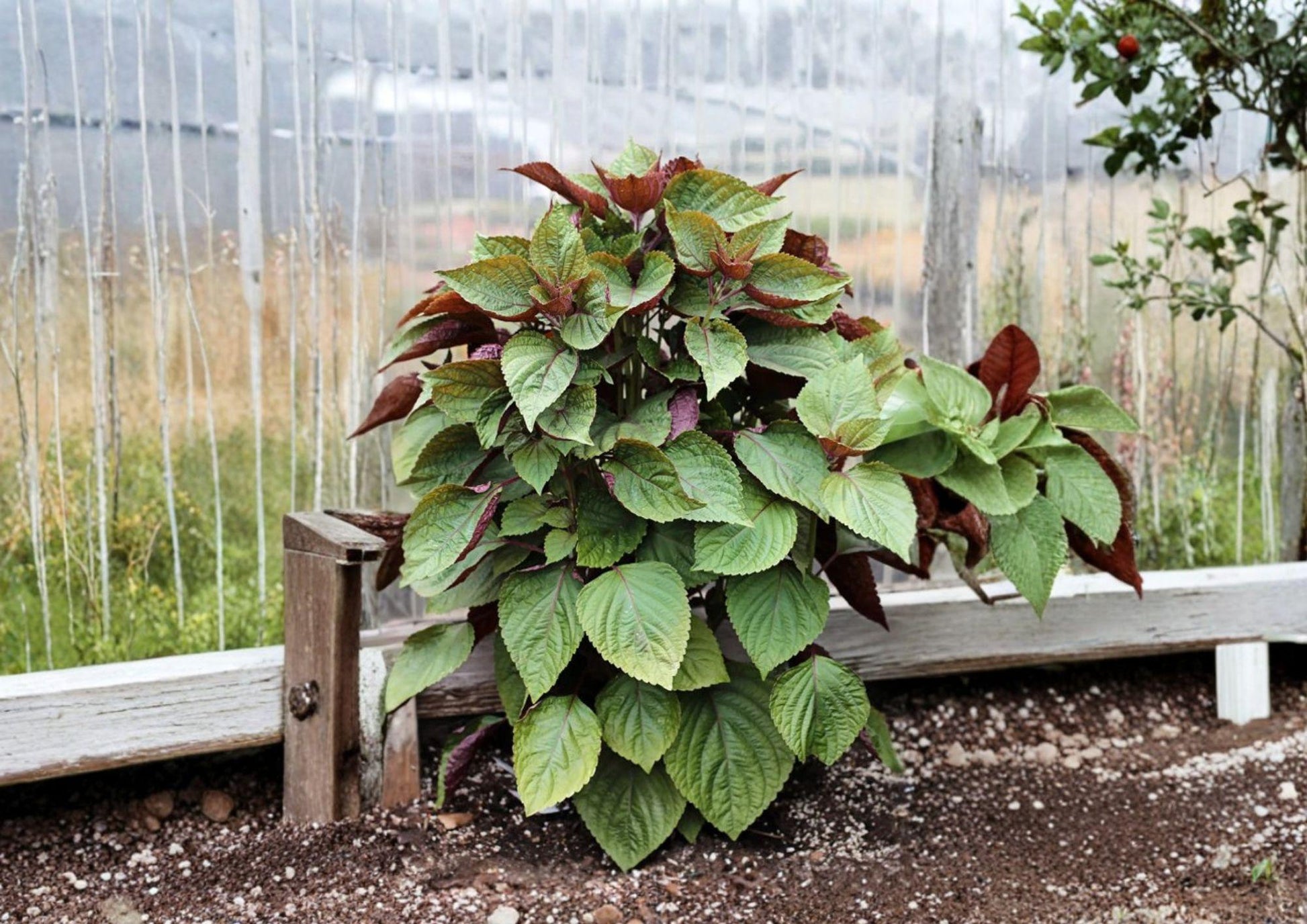 Red Perilla Shiso Seeds - 500 Heirloom Korean Herb Seeds for Culinary Garden - Perilla frutescens
