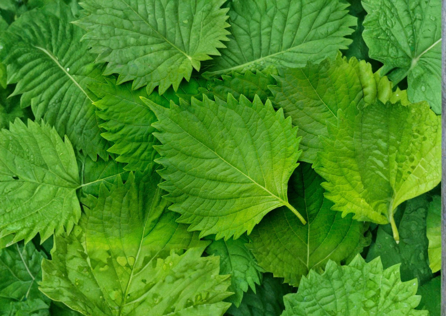 Korean Perilla Shiso Seeds - 500 Heirloom Herb Seeds for Aromatic Asian Cooking - Perilla frutescens