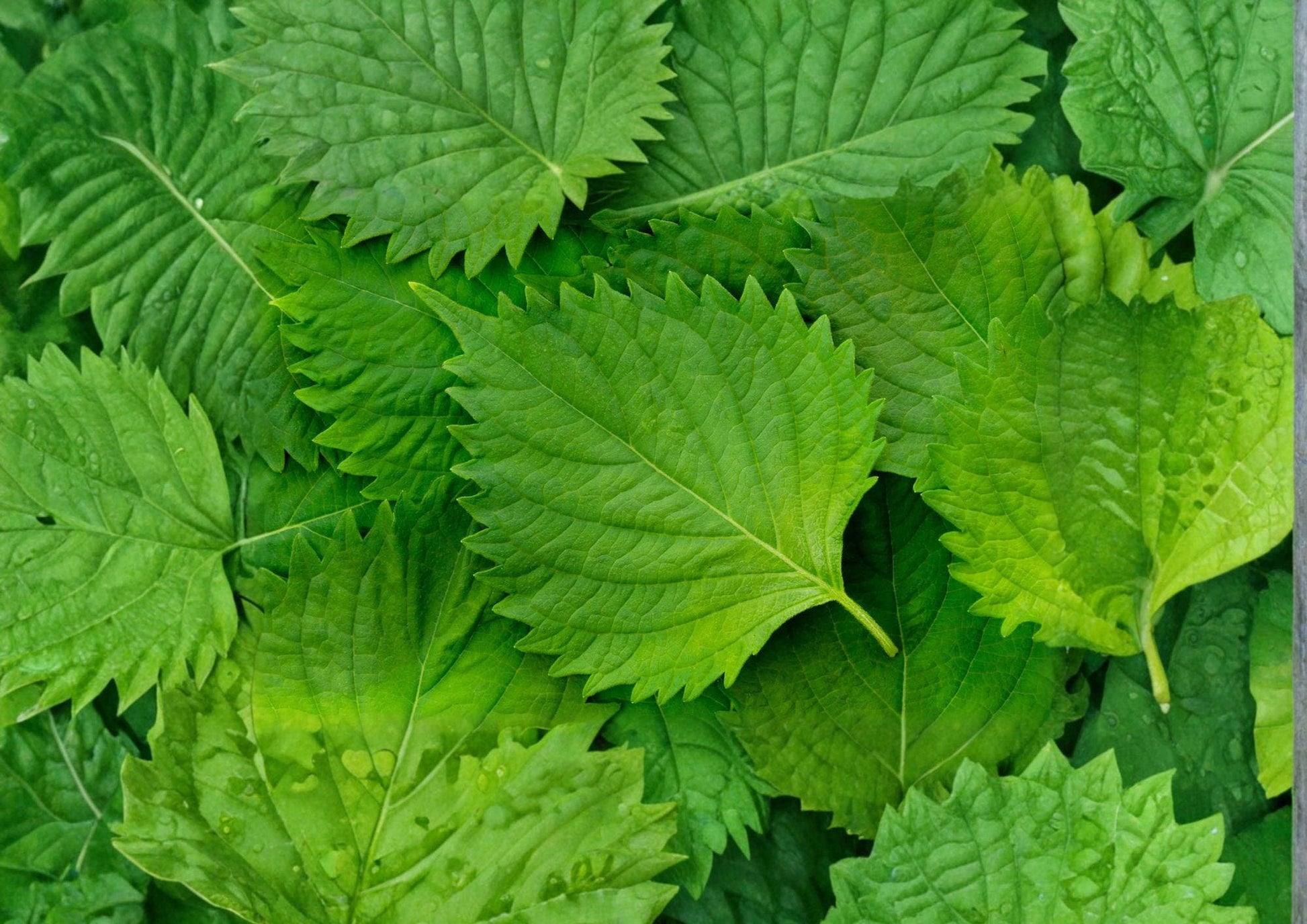 Korean Perilla Shiso Seeds - 500 Heirloom Herb Seeds for Aromatic Asian Cooking - Perilla frutescens