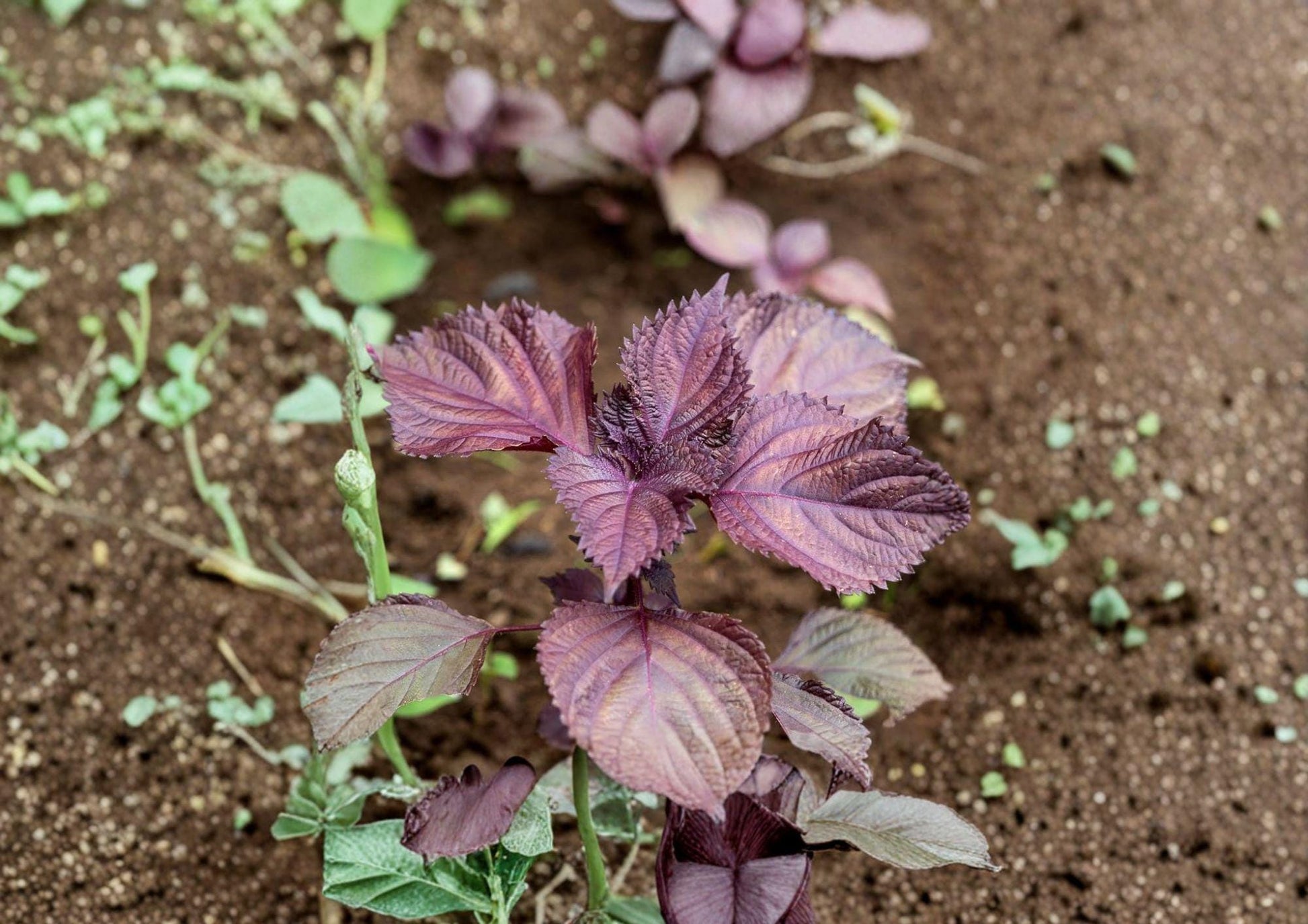 Red Aka Shiso Perilla Seeds – Heirloom Herb for Asian Gardens – Organic Culinary Herb (Perilla frutescens)