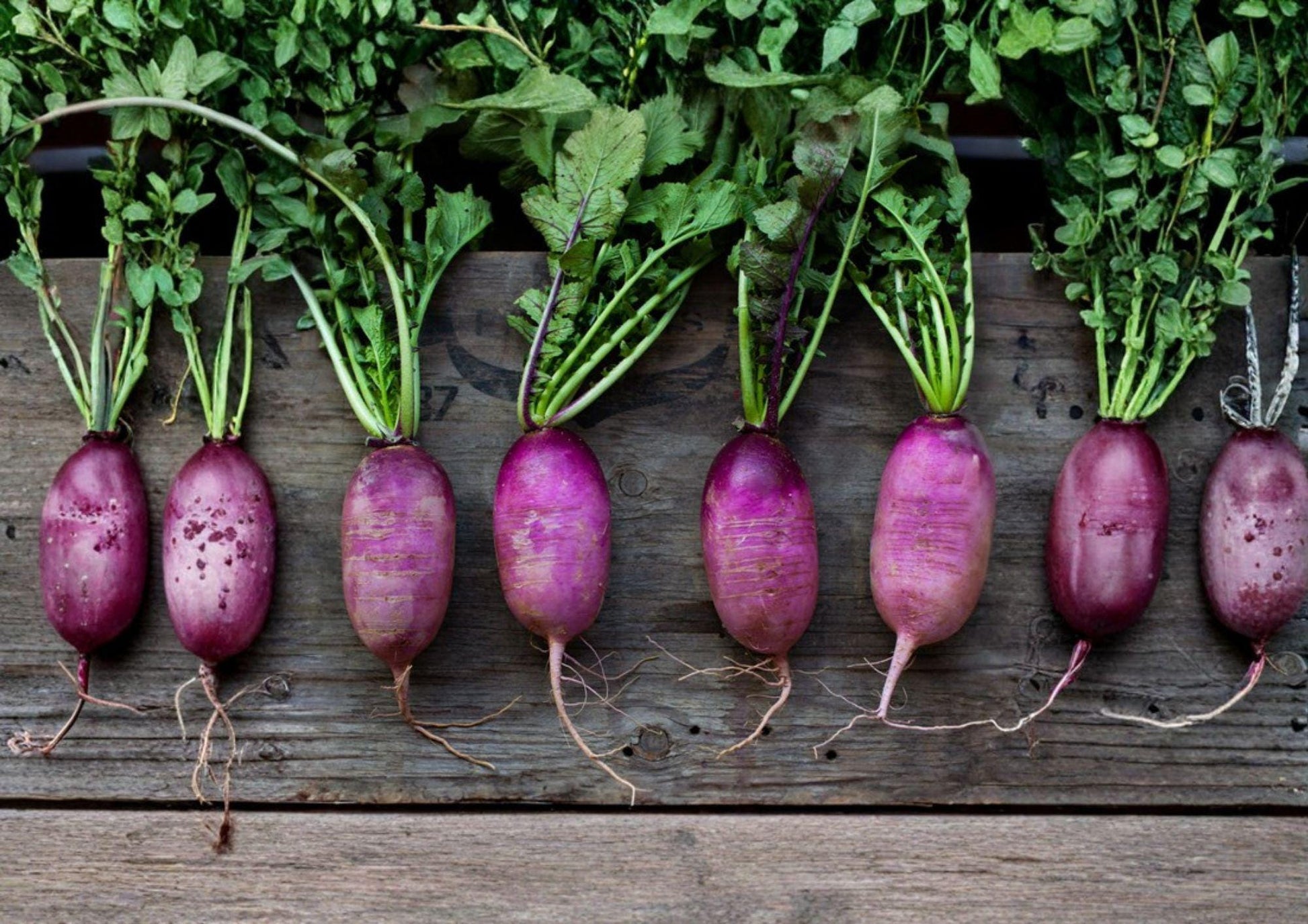 Triton Purple Stem Radish Seeds - 100 Heirloom Non-GMO Fast Growing Root Vegetable Seeds, Perfect for Garden Planting