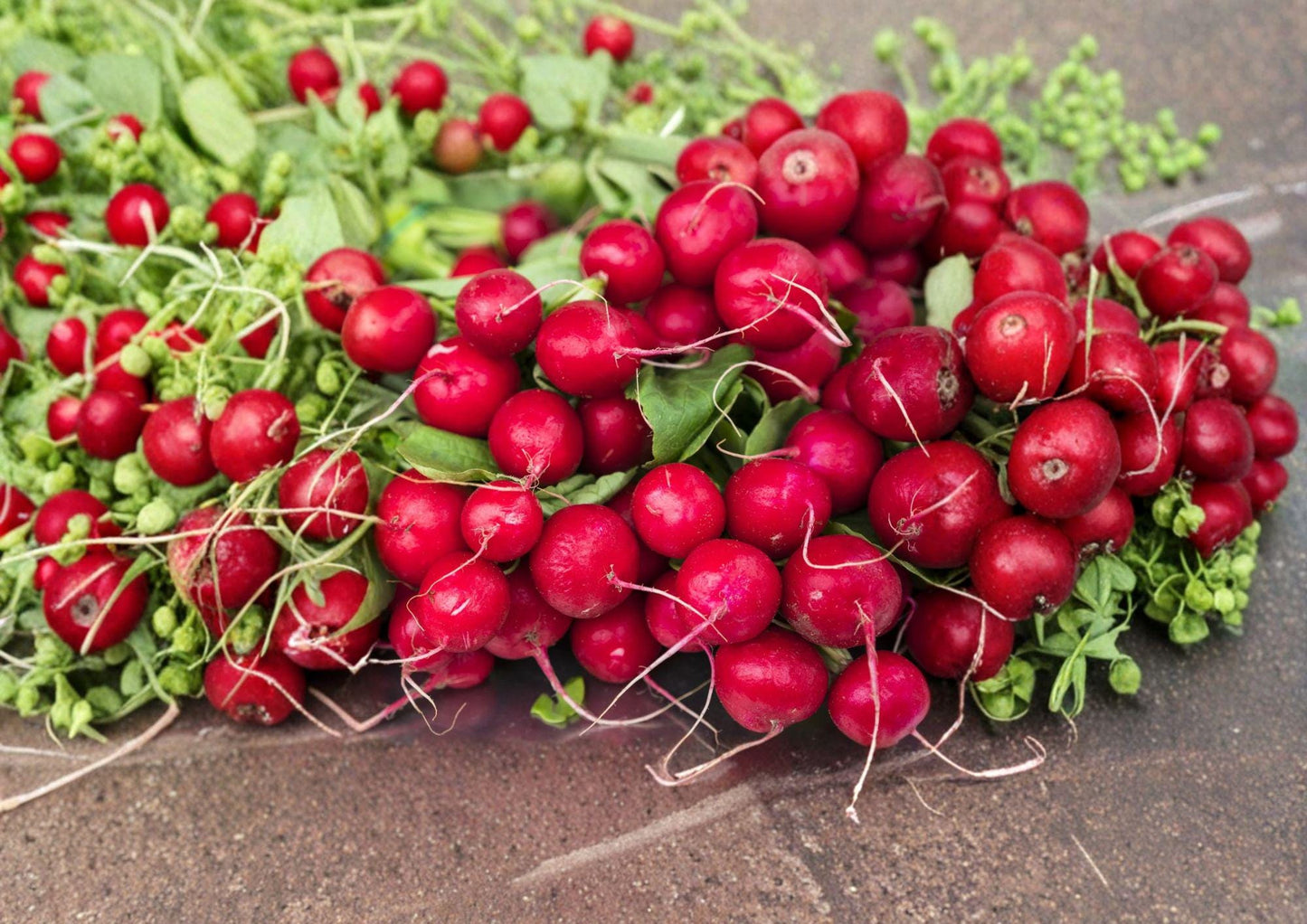 Heirloom Cherry Belle Radish Seeds - 100 Fast Growing Vegetable Seeds - Raphanus sativus