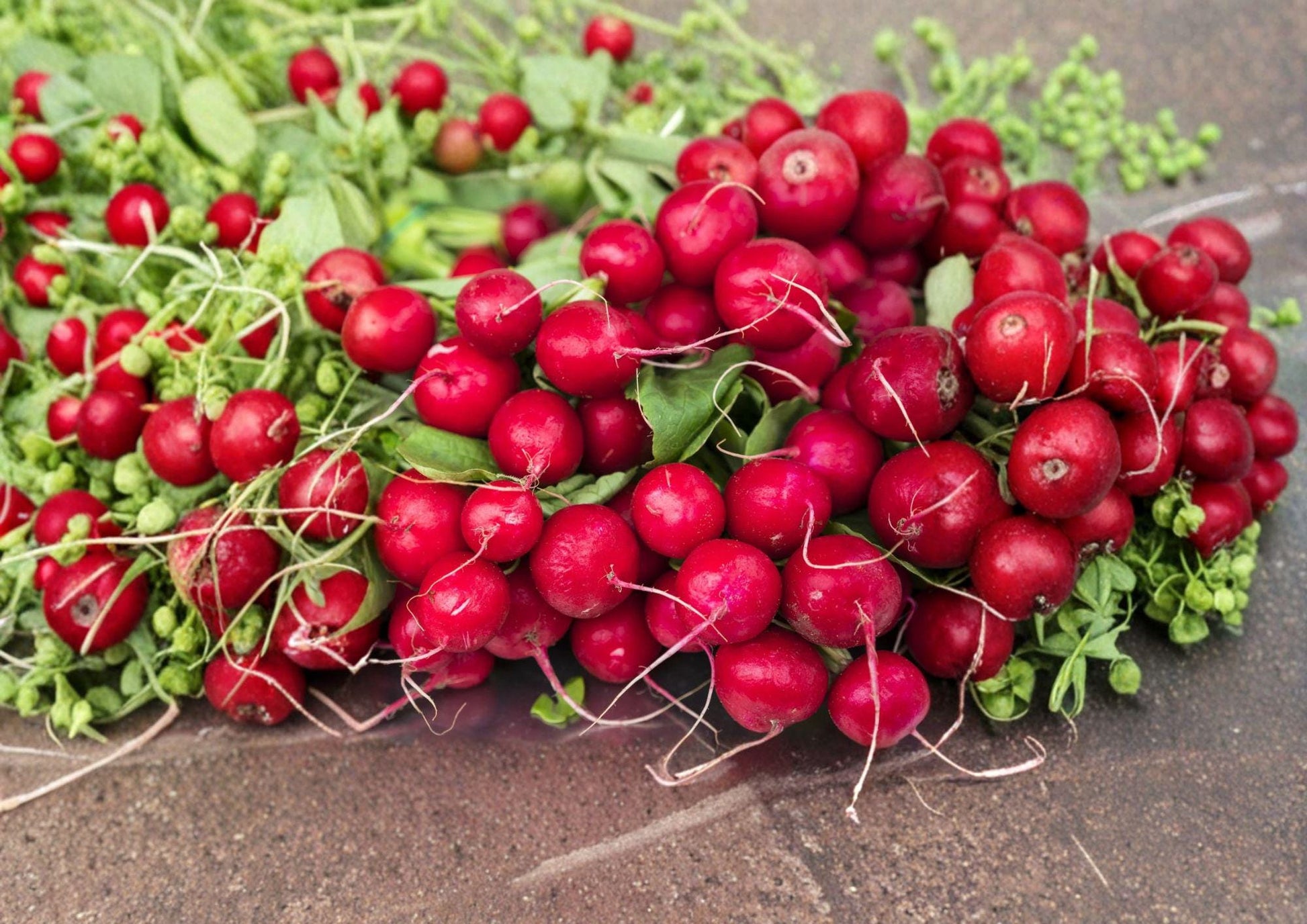 Heirloom Cherry Belle Radish Seeds - 100 Fast Growing Vegetable Seeds - Raphanus sativus