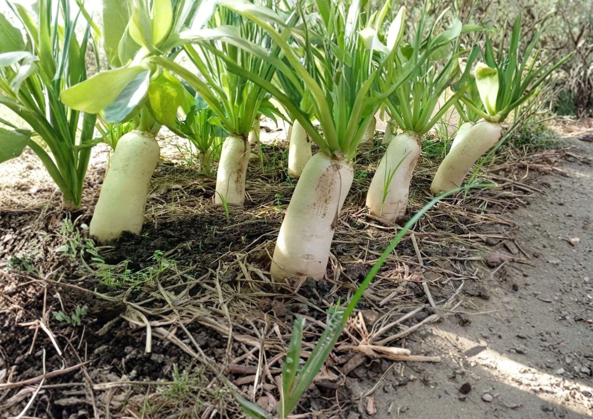 Minowase Daikon Radish Seeds - Heirloom Vegetable Seeds for Temperate Gardens - Raphanus sativus (100 Seeds)