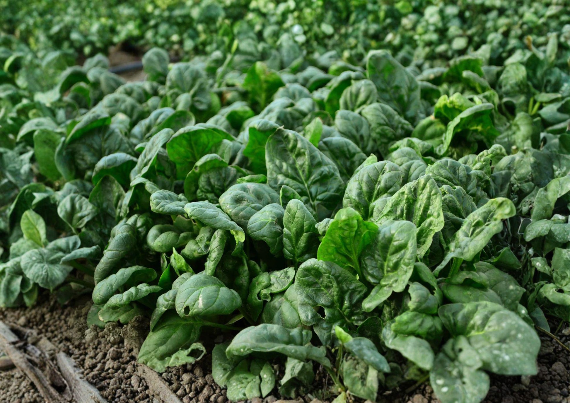 Bloomsdale Spinach Seeds - Heirloom Leafy Greens (100 Seeds) - Spinacia oleracea - Perfect for Seasonal Gardens