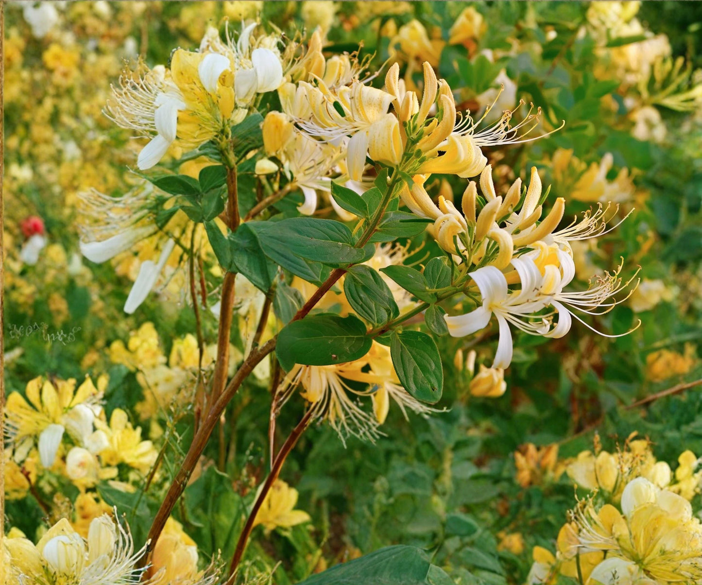 Hall's Honeysuckle Live Plants - 6" Climbing Vine with Fragrant White Yellow Flowers - Lonicera japonica for Wildlife Gardens