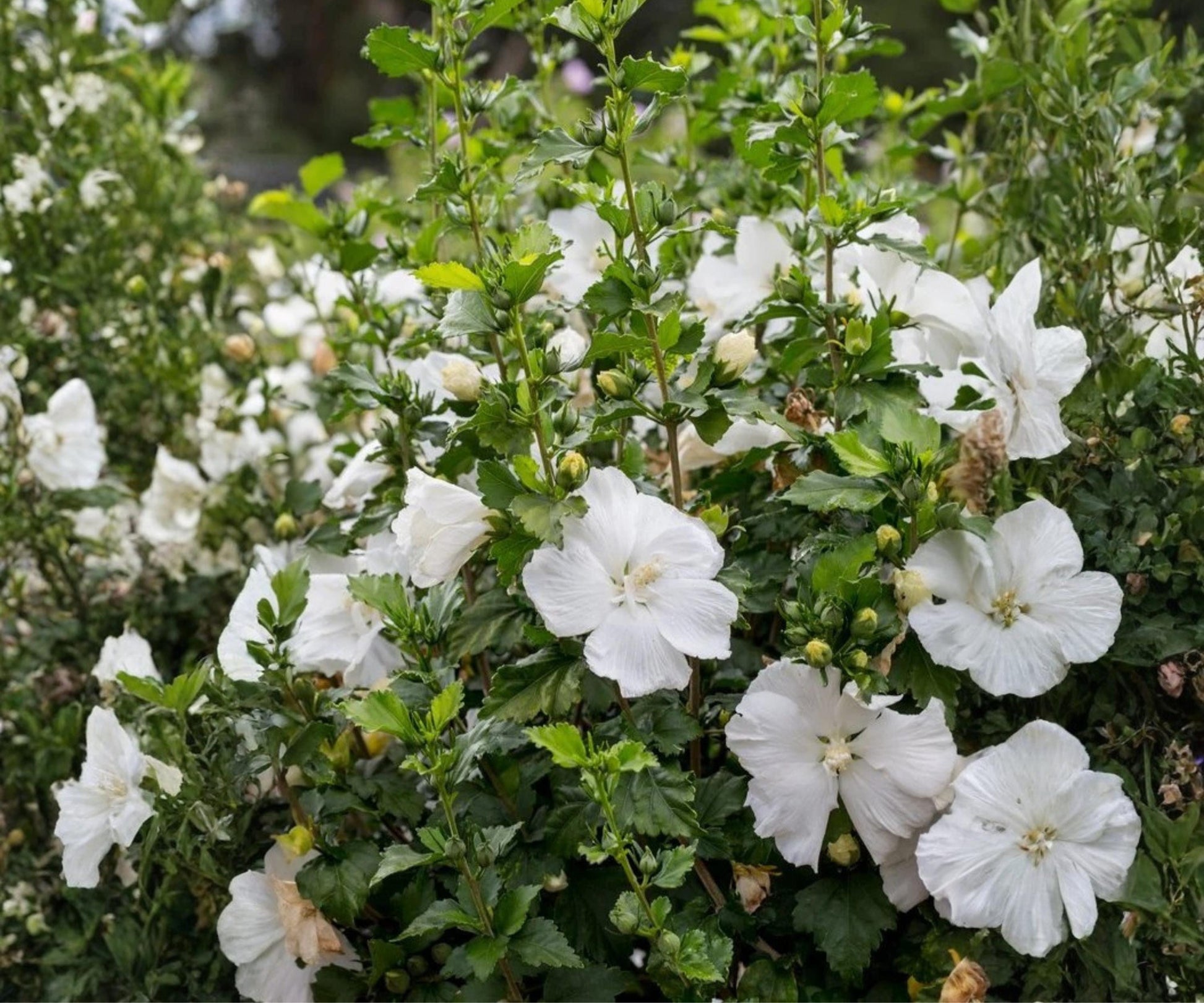 Live Plant Rose of Sharon 6"-1' White Hibiscus syriacus Althea Shrub - Deciduous Flowering Ornamental Garden Plant