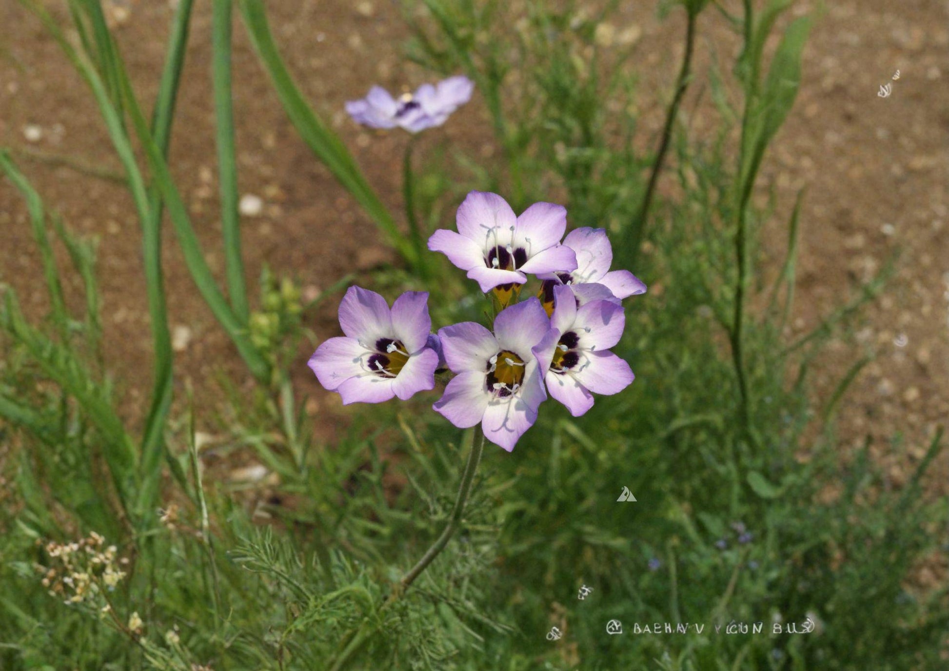 Gilia Tricolor Bird's Eyes Flower Seeds - Blue Purple White Wildflower Seeds - Gilia tricolor