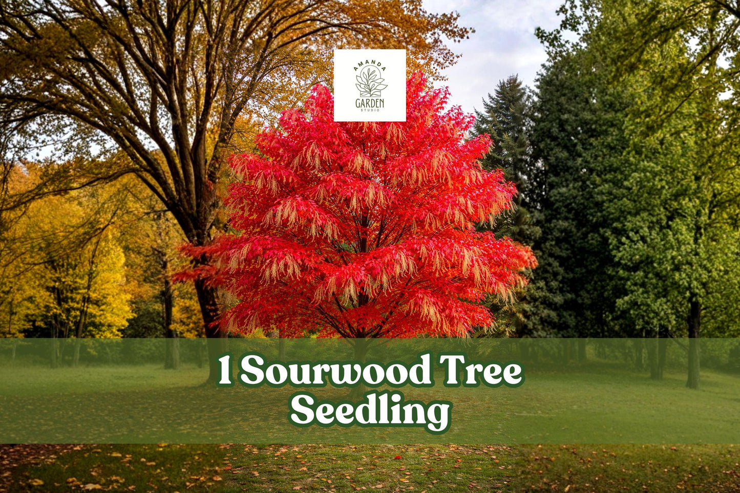 Sourwood Tree Seedling - Native Ornamental Tree for Landscaping, Oxydendrum arboreum, Vibrant Fall Color, 1 Live Plant