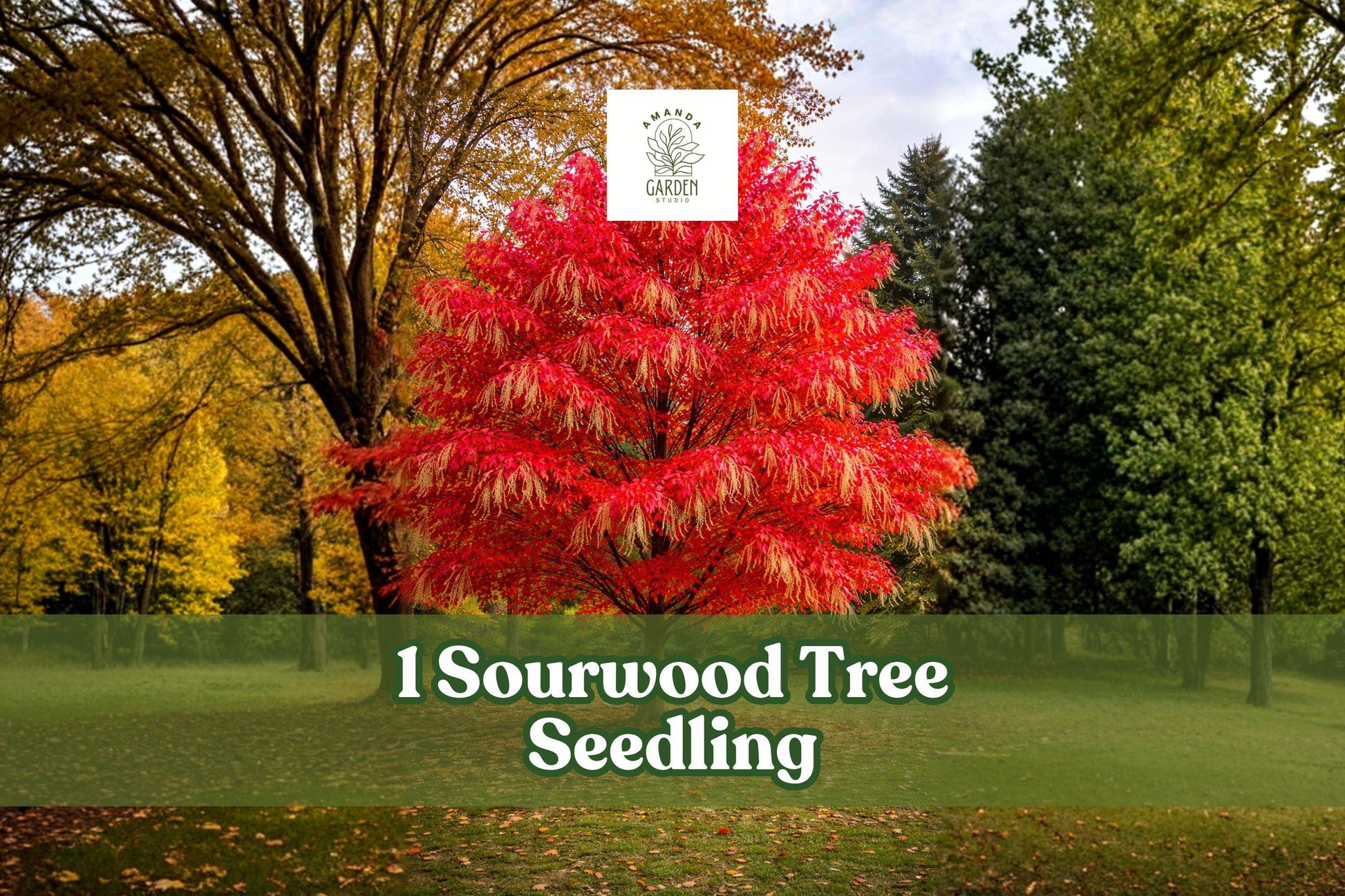Sourwood Tree Seedling - Native Ornamental Tree for Landscaping, Oxydendrum arboreum, Vibrant Fall Color, 1 Live Plant