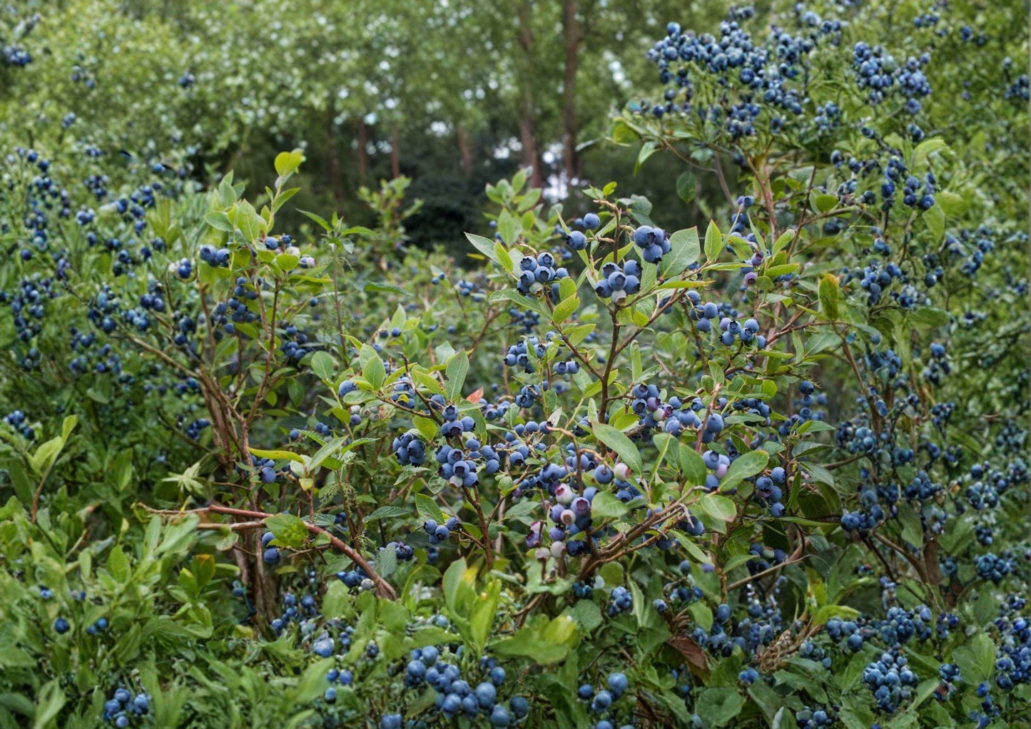 Northern Highbush Blueberry Seeds - 200 Non-GMO Cold Hardy Edible Garden Shrub (Vaccinium corymbosum)